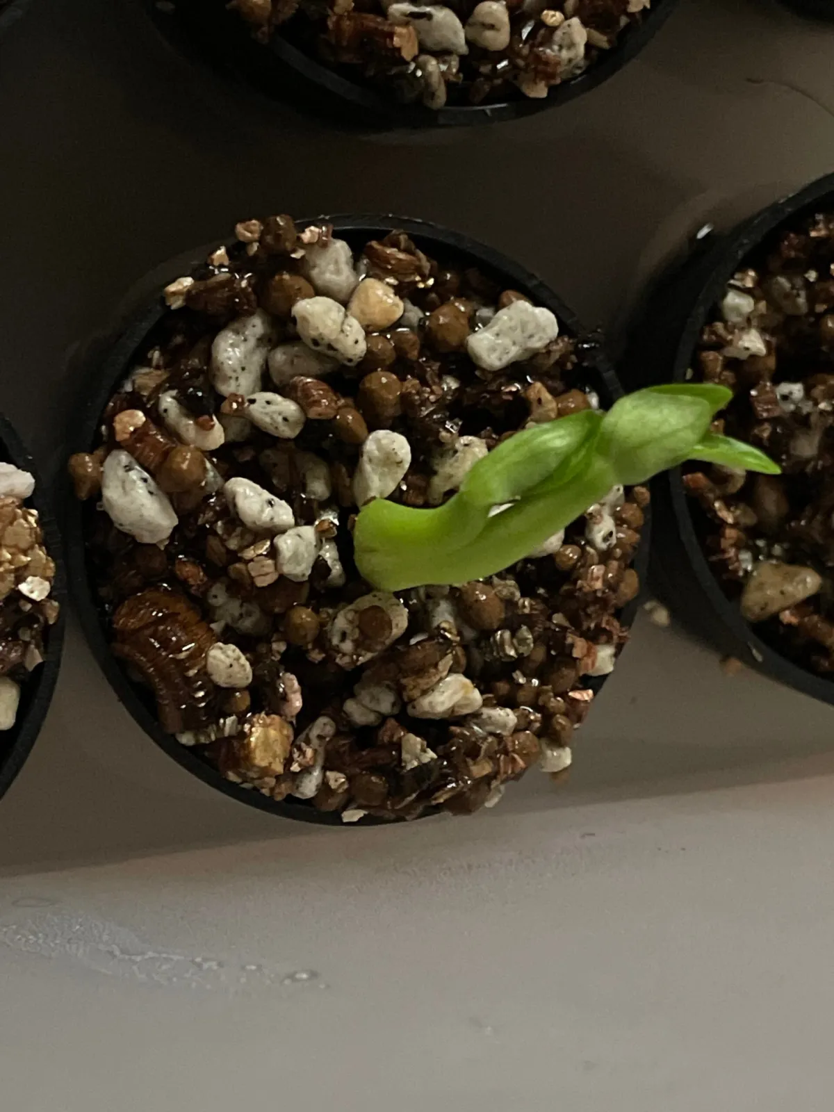 Pachypodium succulentum (パキポディウム サキュレンタム 天馬空)