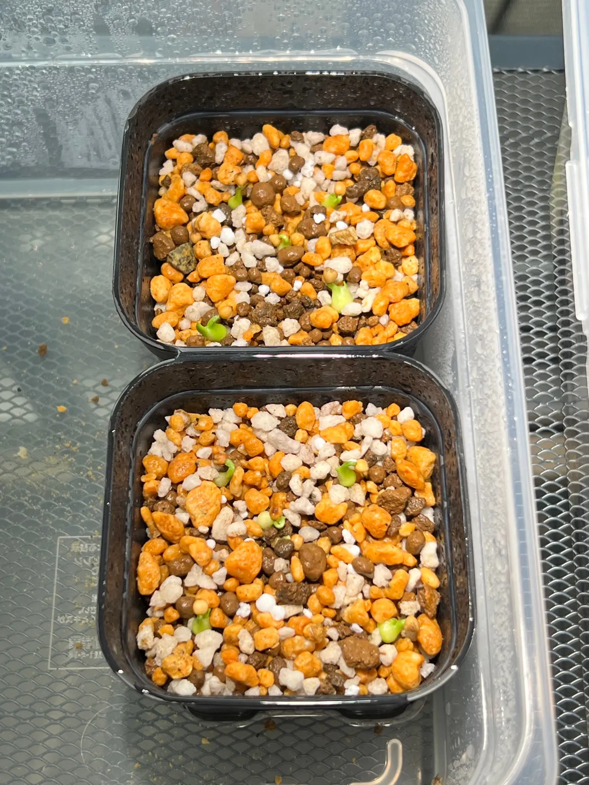 Beaucarnea gracilis (ボーカルネア グラキリス)