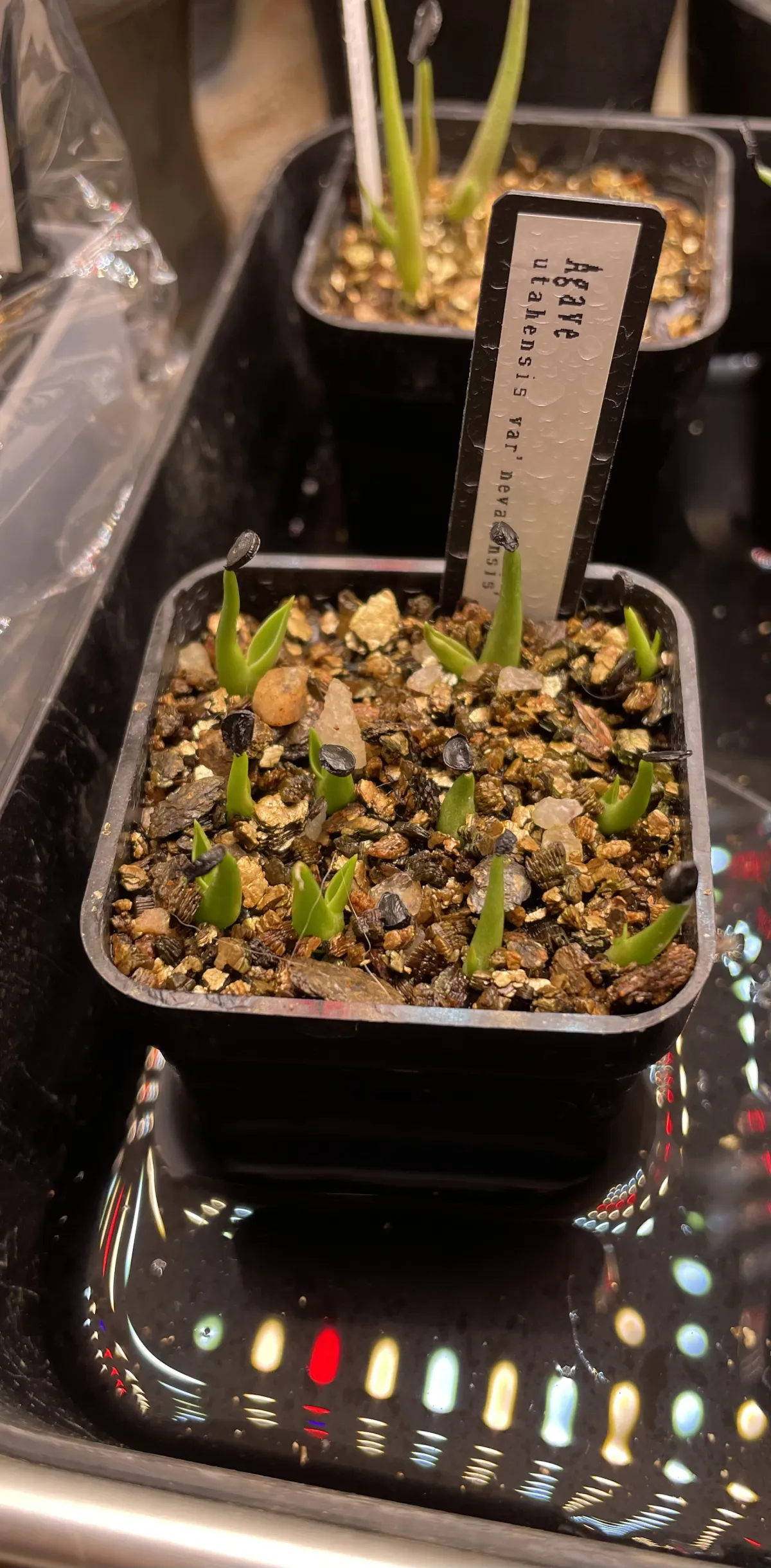 Agave utahensis var. nevadensis (アガベ ユタエンシス ネヴァデンシス)