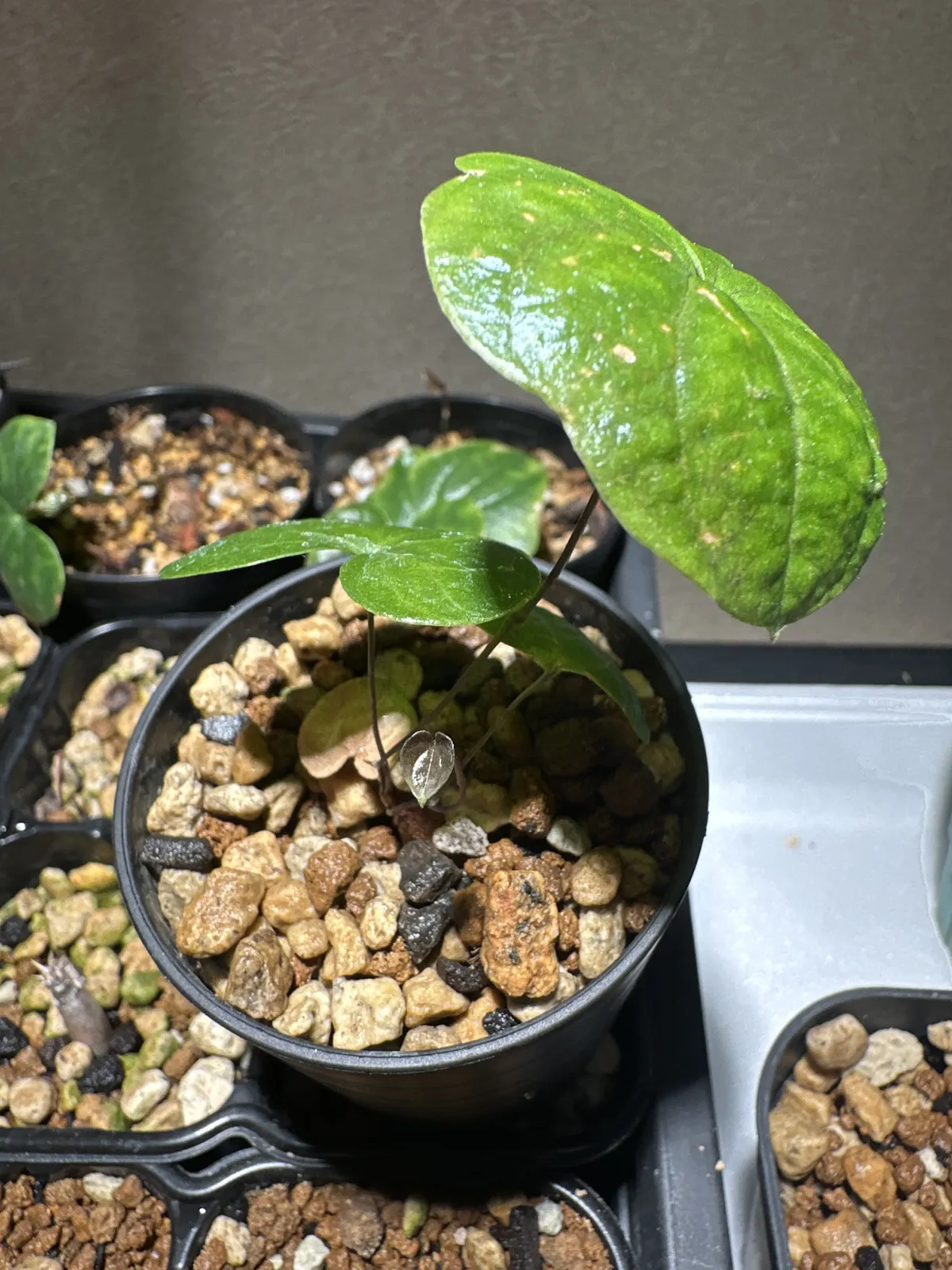 [チャレンジ種子] 亀甲竜 Dioscorea elephantipes ディオスコレア エレファンティペス 未発芽ロット