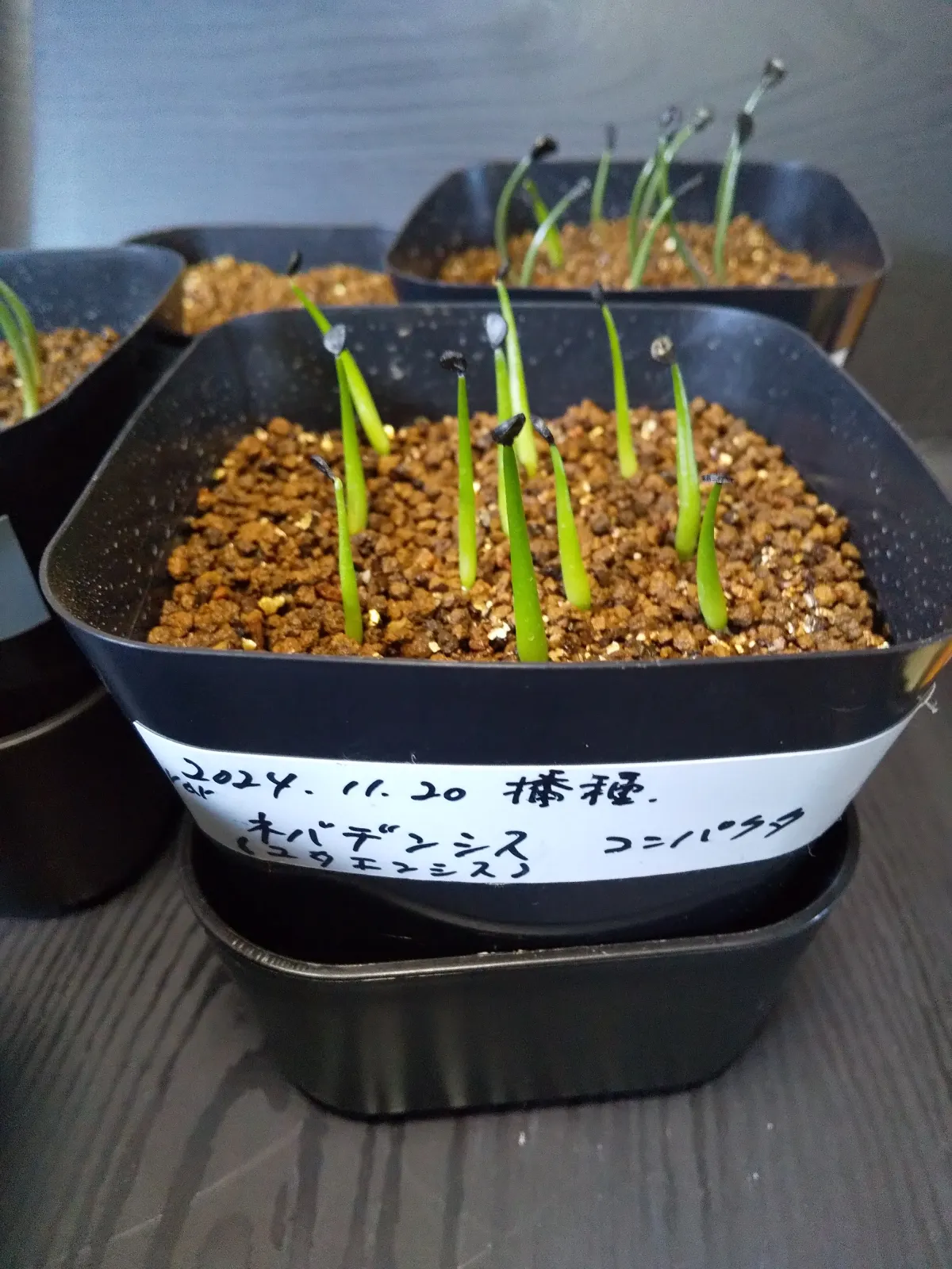 Agave utahensis var. nevadensis 'Compacta' (アガベ ネバデンシス コンパクタ)