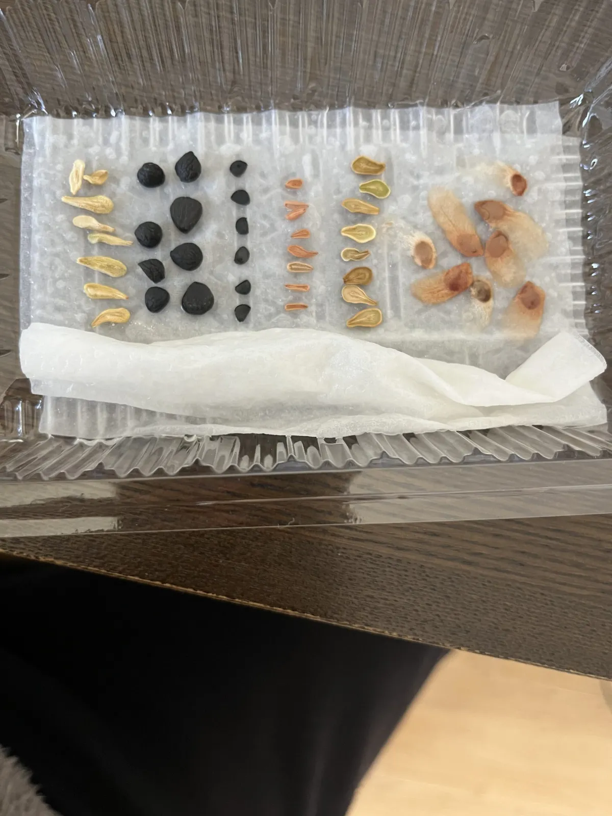 Agave titanota 'Blue' (アガベ チタノタブルー)