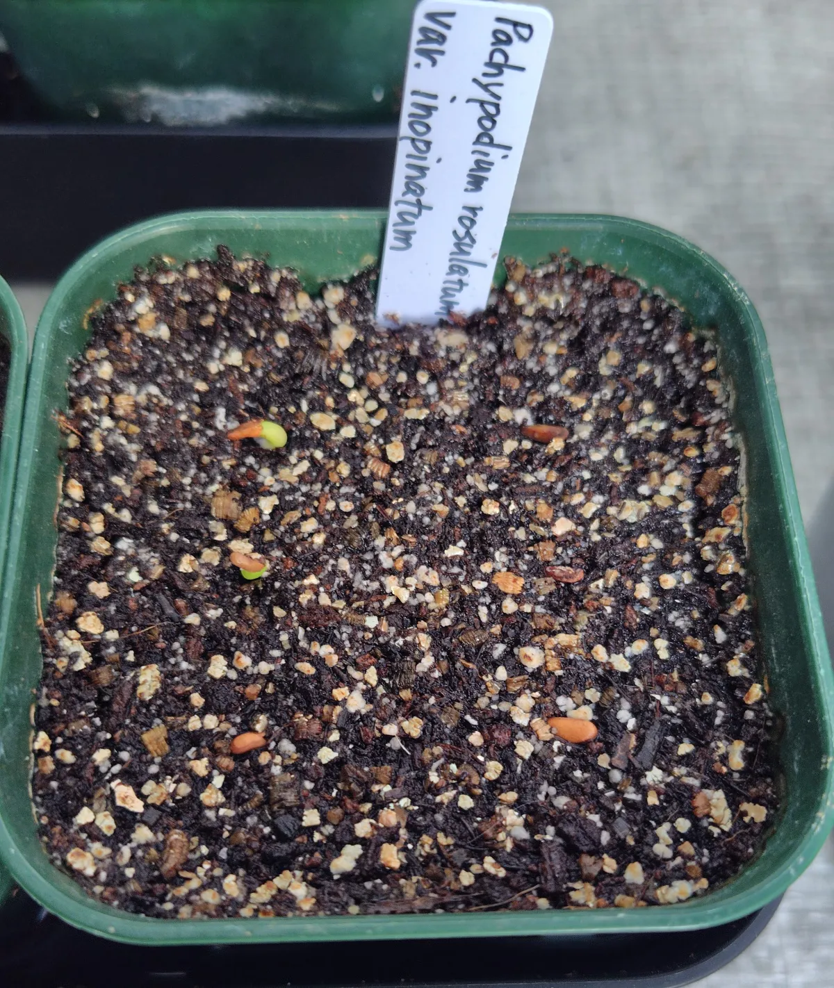 Pachypodium rosulatum var. inopinatum (パキポディウム イノピナツム)