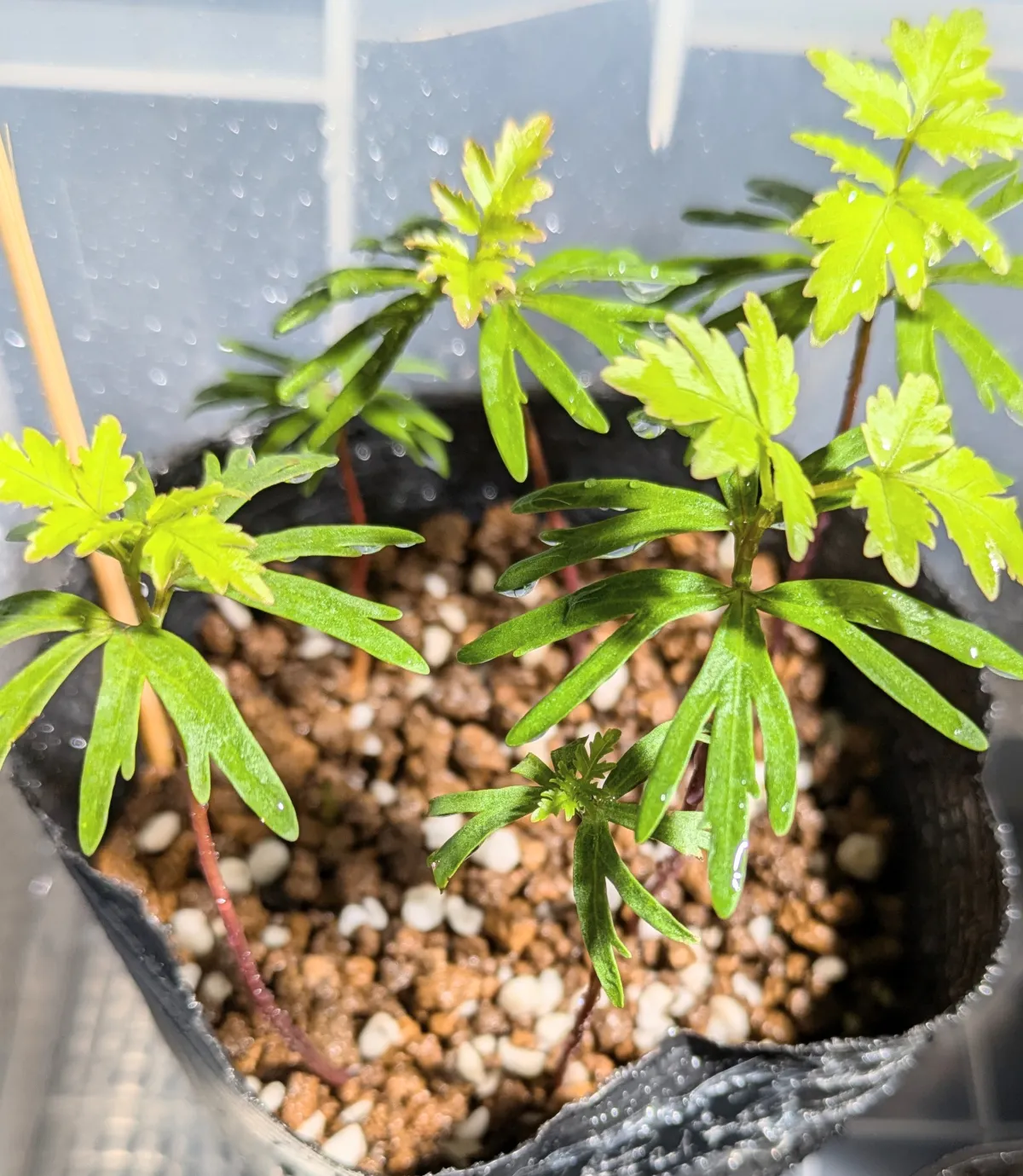 Bursera fagaroides (ブルセラ ファガロイデス)