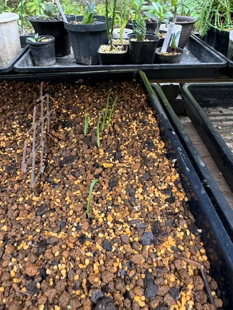 Agave titanota (アガベ チタノタ ドワーフ)