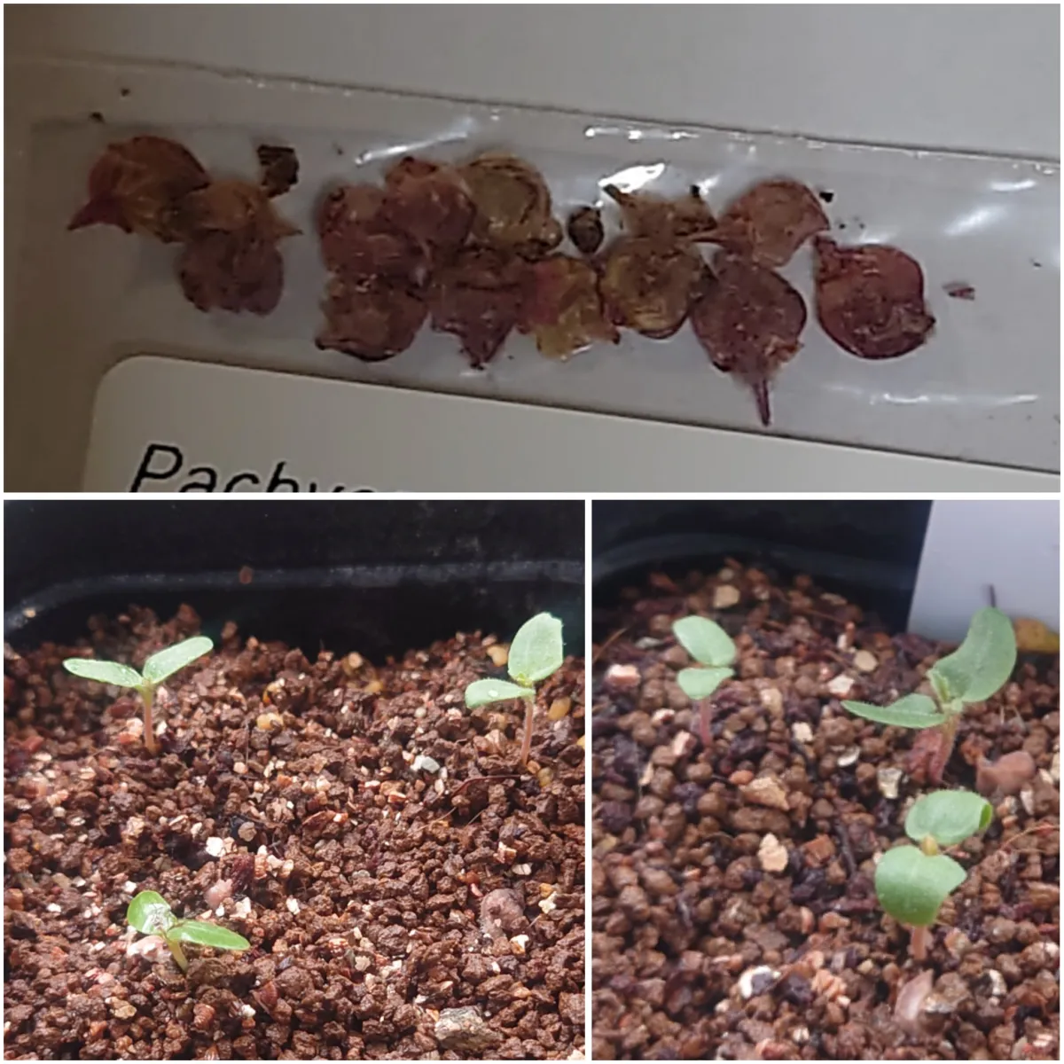 Pachycormus discolor var. veatchianus (パキコルムス ディスカラー ビーチアナス)