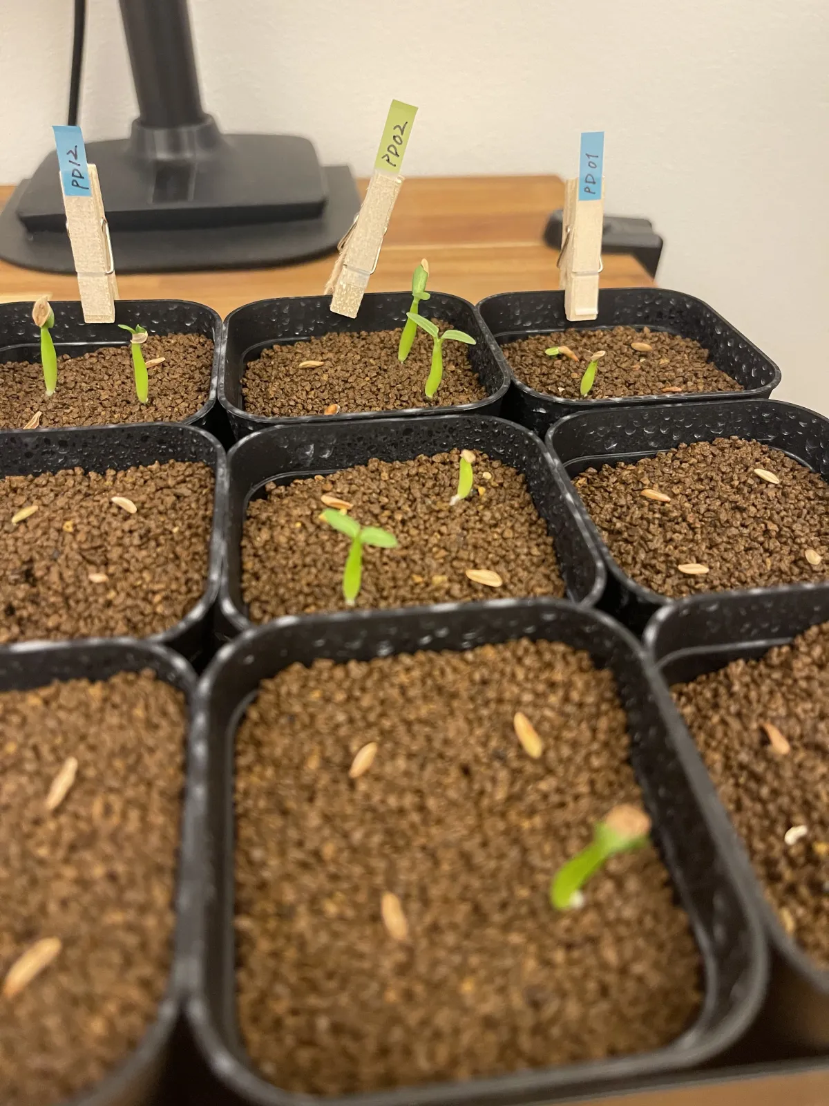 Pachypodium horombense (パキポディウム ホロンベンセ)