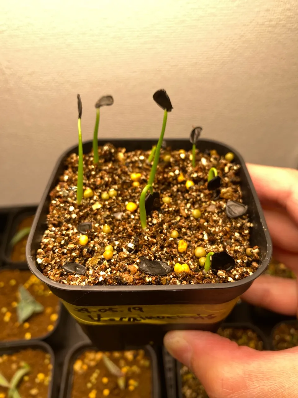 Agave vizcainoensis (アガベ ビスカイノエンシス)