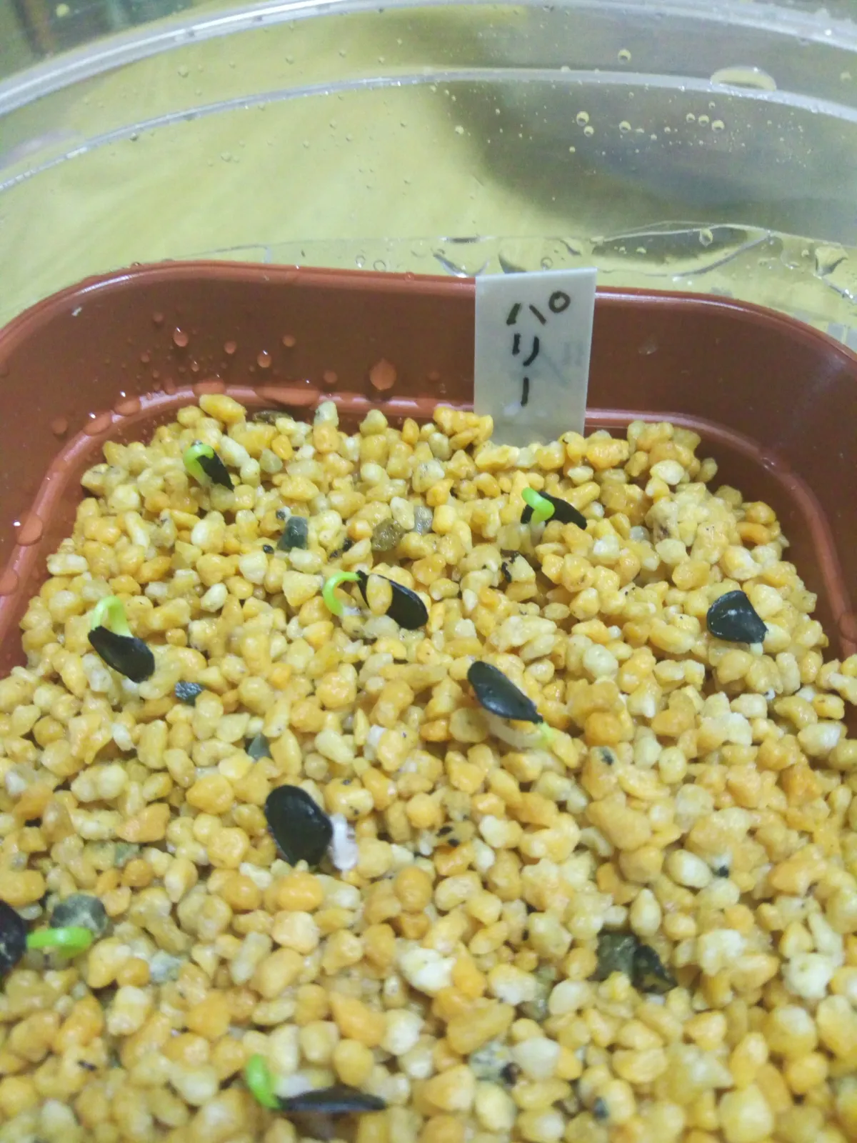 Agave parryi subsp. parryi (アガベ パリー)