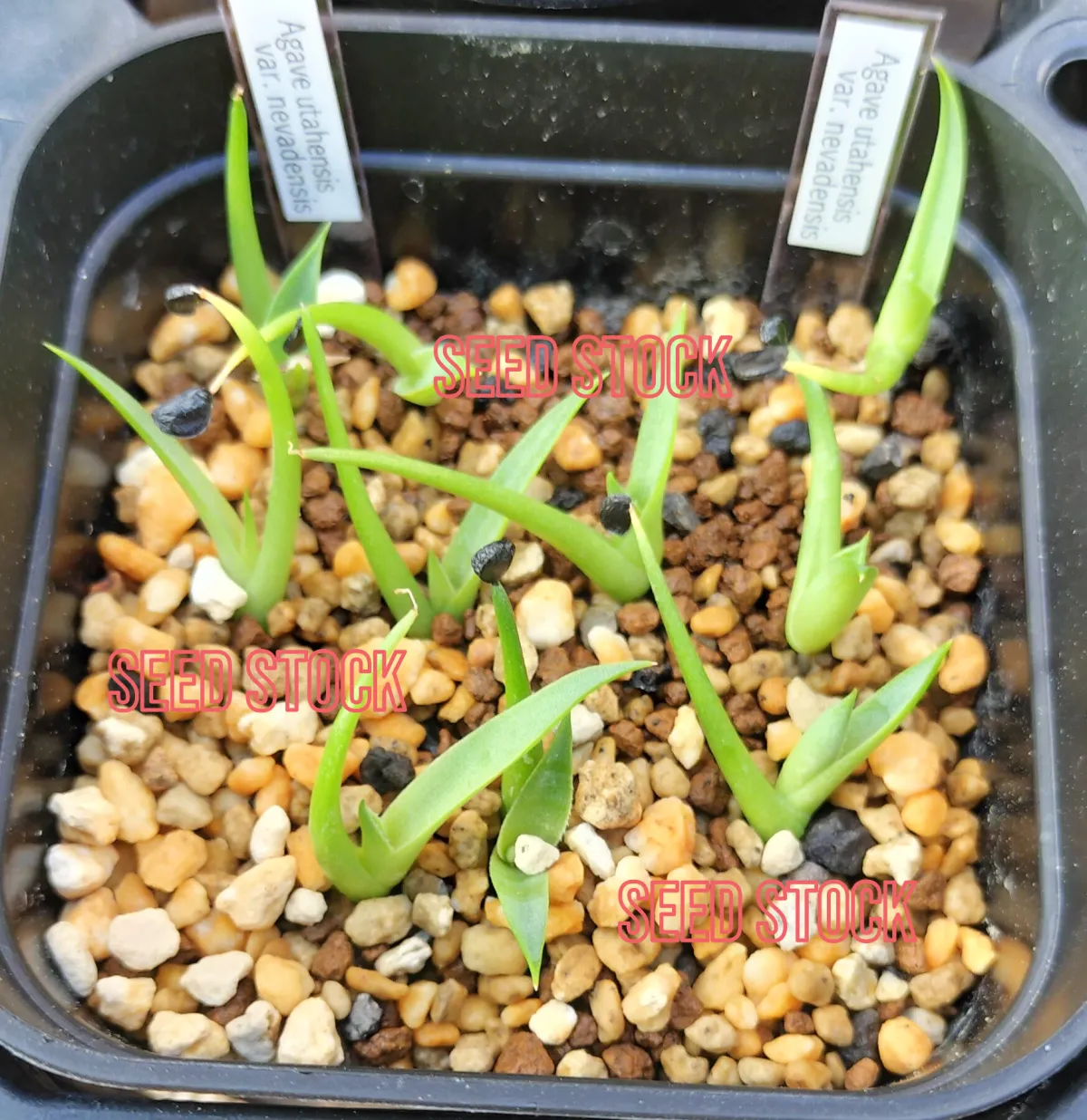 Agave utahensis var. nevadensis (アガベ ユタエンシス ネヴァデンシス)