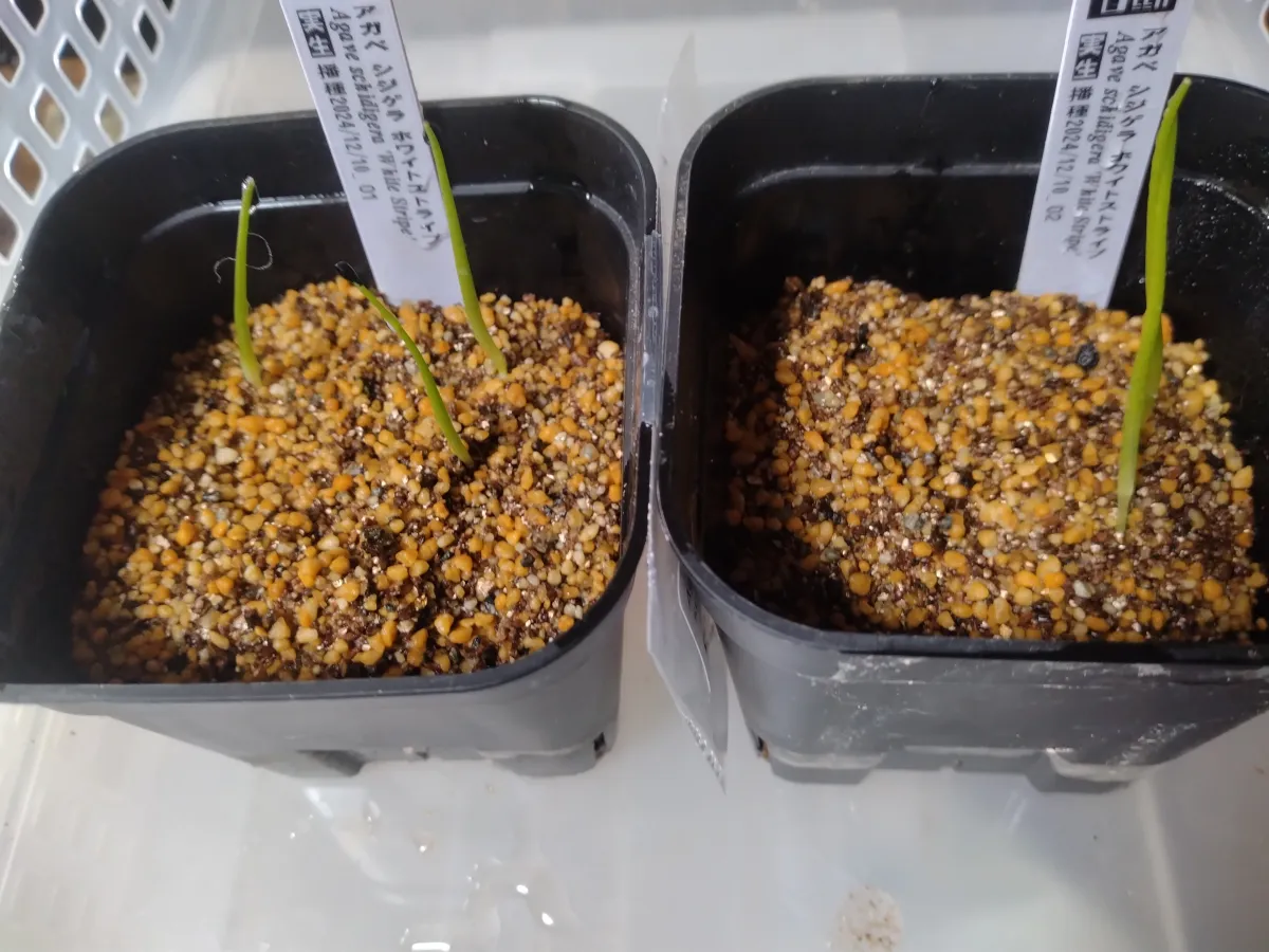 Agave schidigera White Stripe (アガベ シジゲラ ホワイトストライプ)