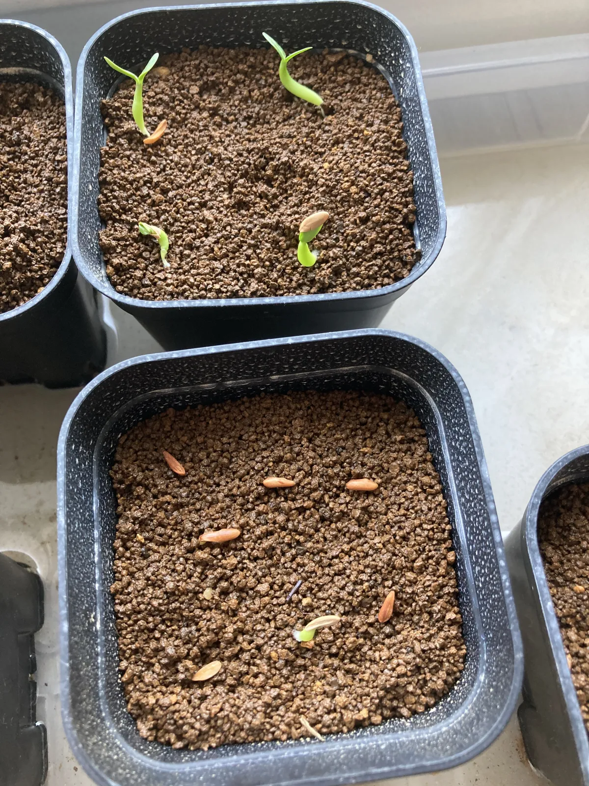 Pachypodium rosulatum ssp. cactipes (パキポディウム カクチペス)