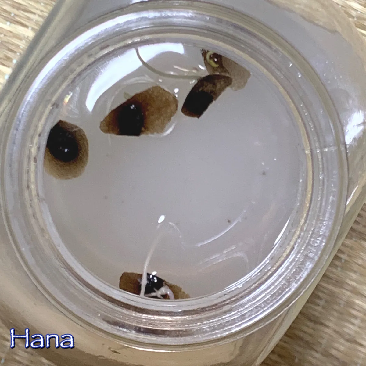 Dioscorea elephantipes (ディオスコレア エレファンティペス アフリカ亀甲竜)