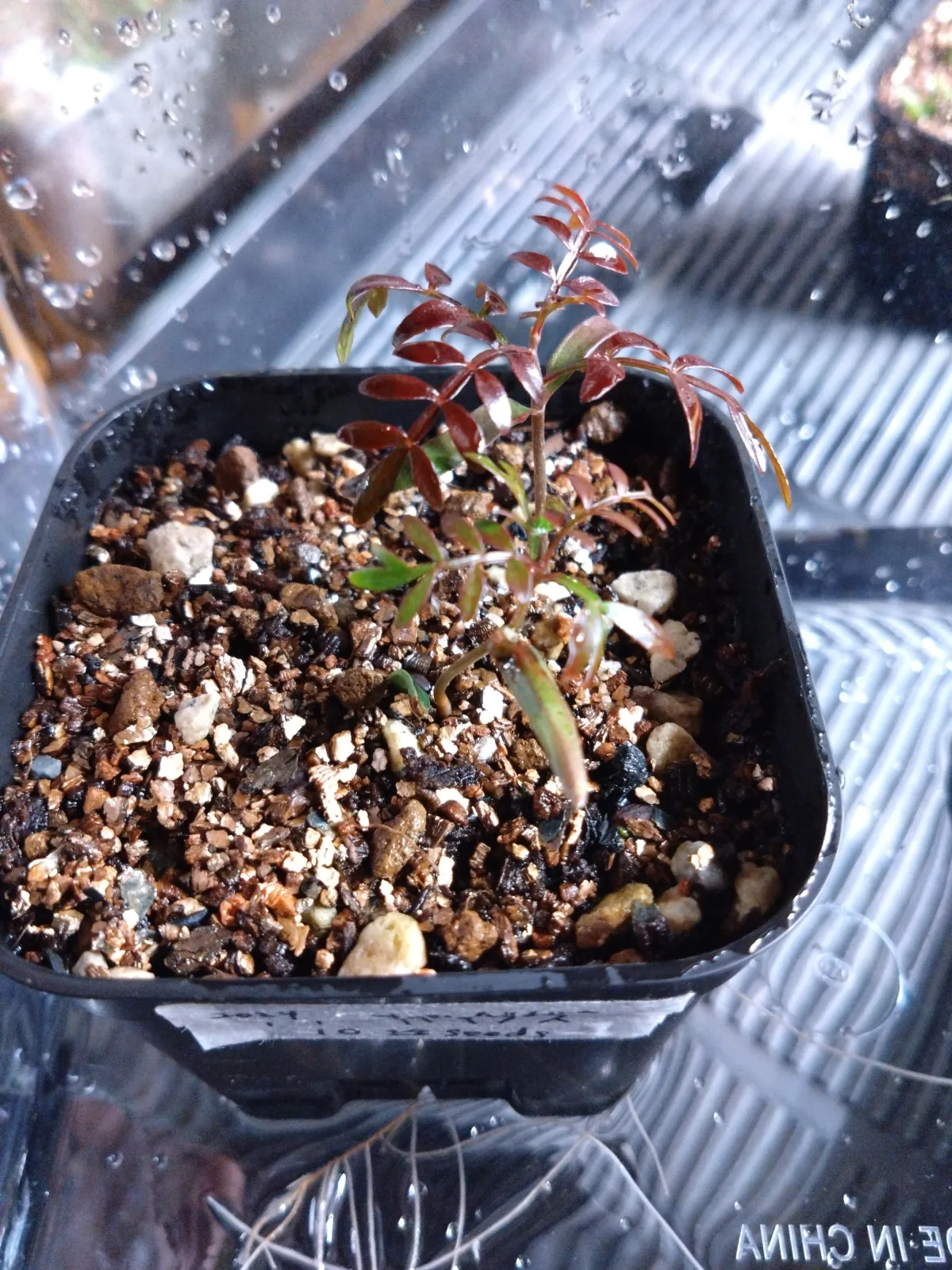 Operculicarya pachypus (オペルクリカリア パキプス)