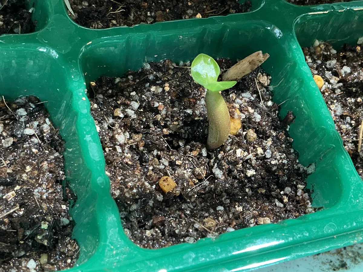 Adenium obesum (アデニウム オベスム)