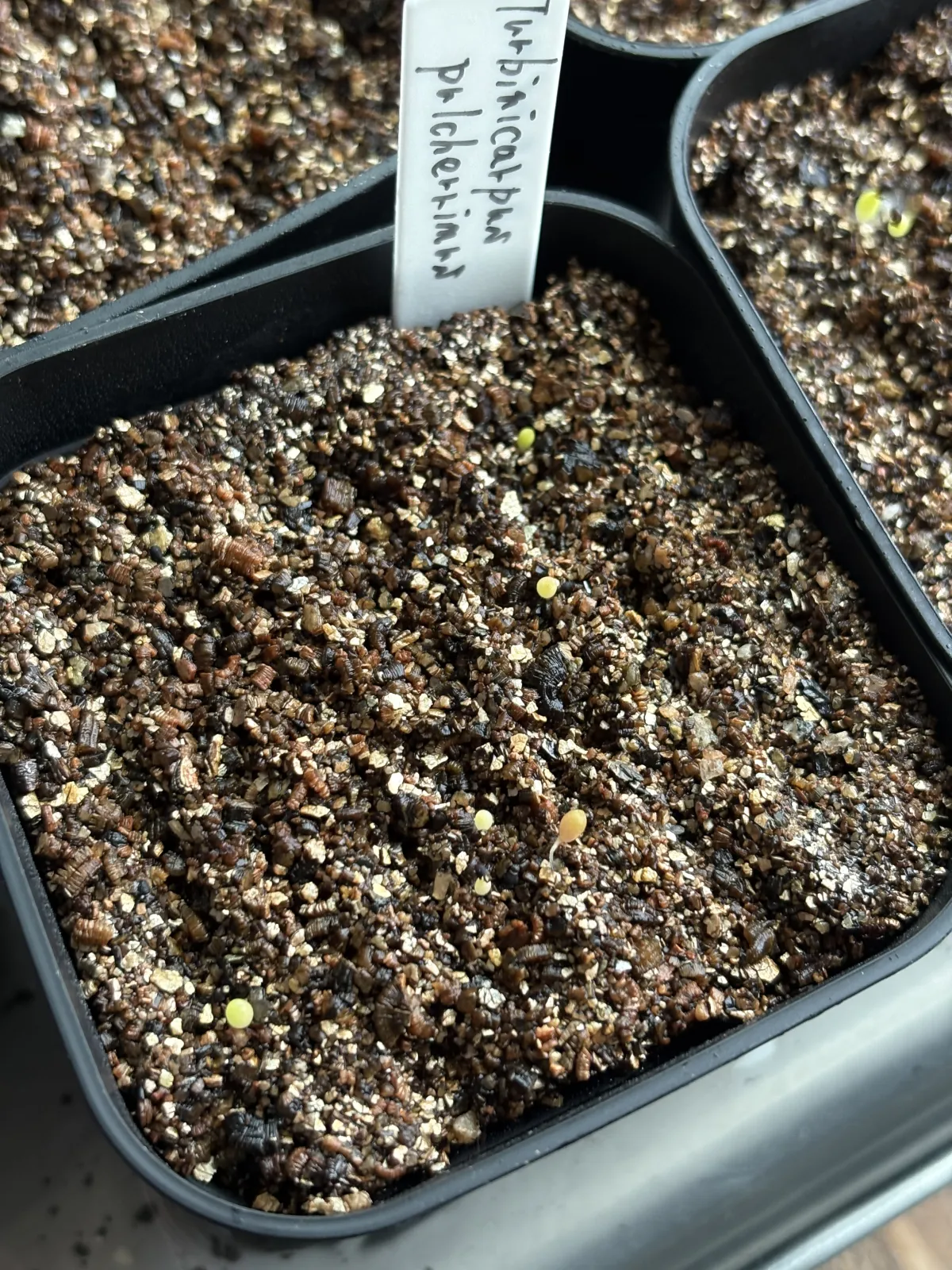 Turbinicarpus pulcherrimus (ツルビニカルプス プルチェリマス)