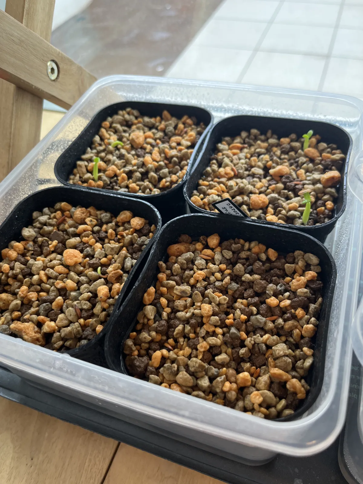 Pachypodium rosulatum var. gracilius (パキポディウム グラキリス)