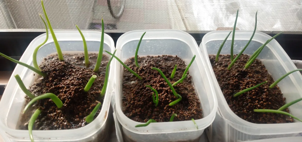 Agave vizcainoensis (アガベ ビスカイノエンシス)