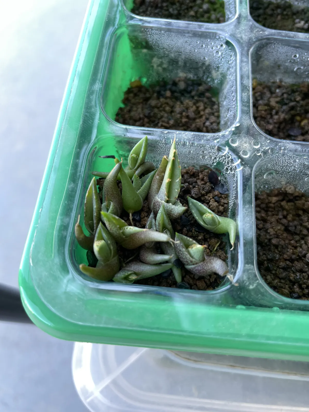 Agave oteroi (アガベ オテロイ)