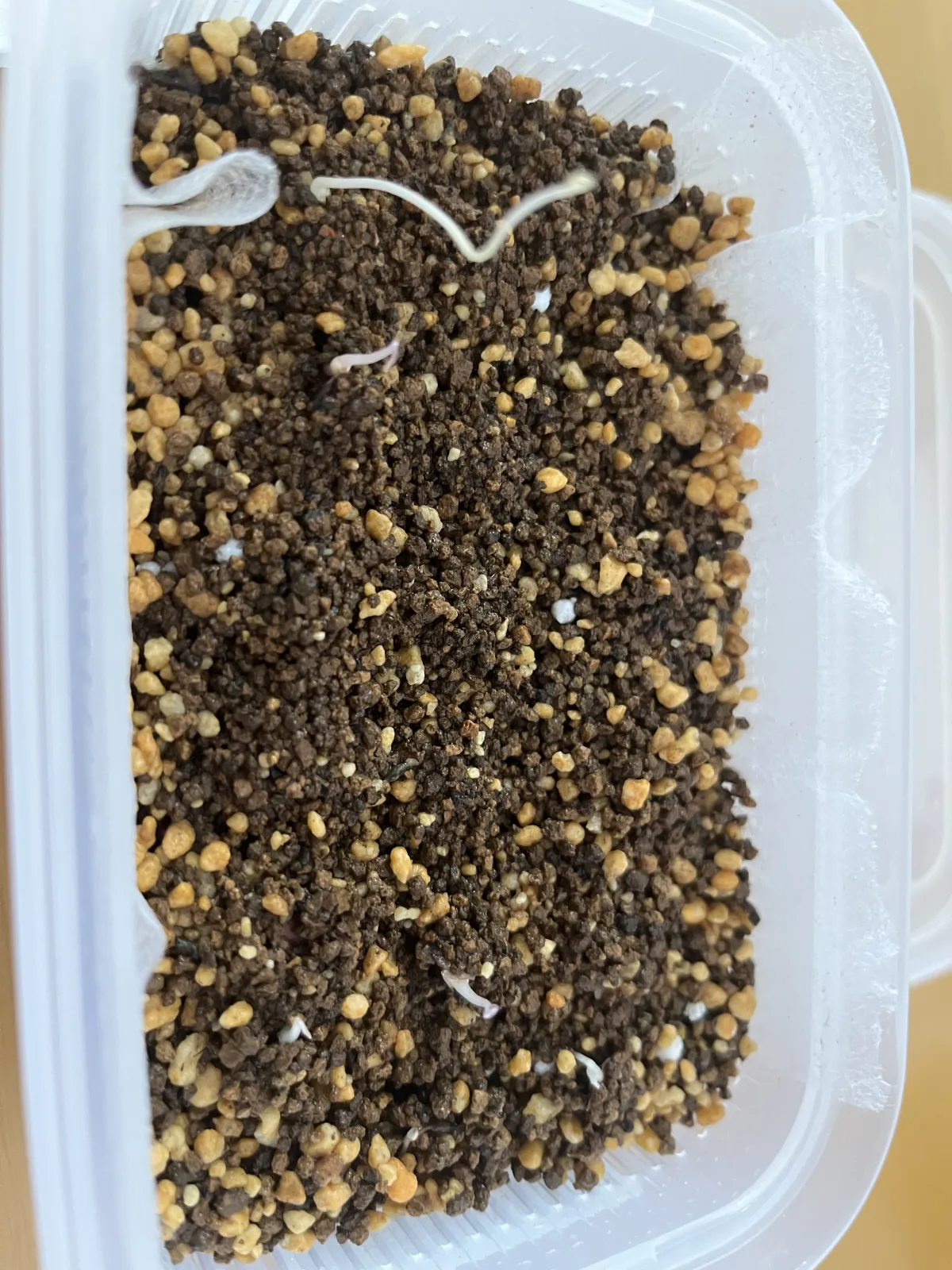 Dioscorea elephantipes (ディオスコレア エレファンティペス アフリカ亀甲竜)