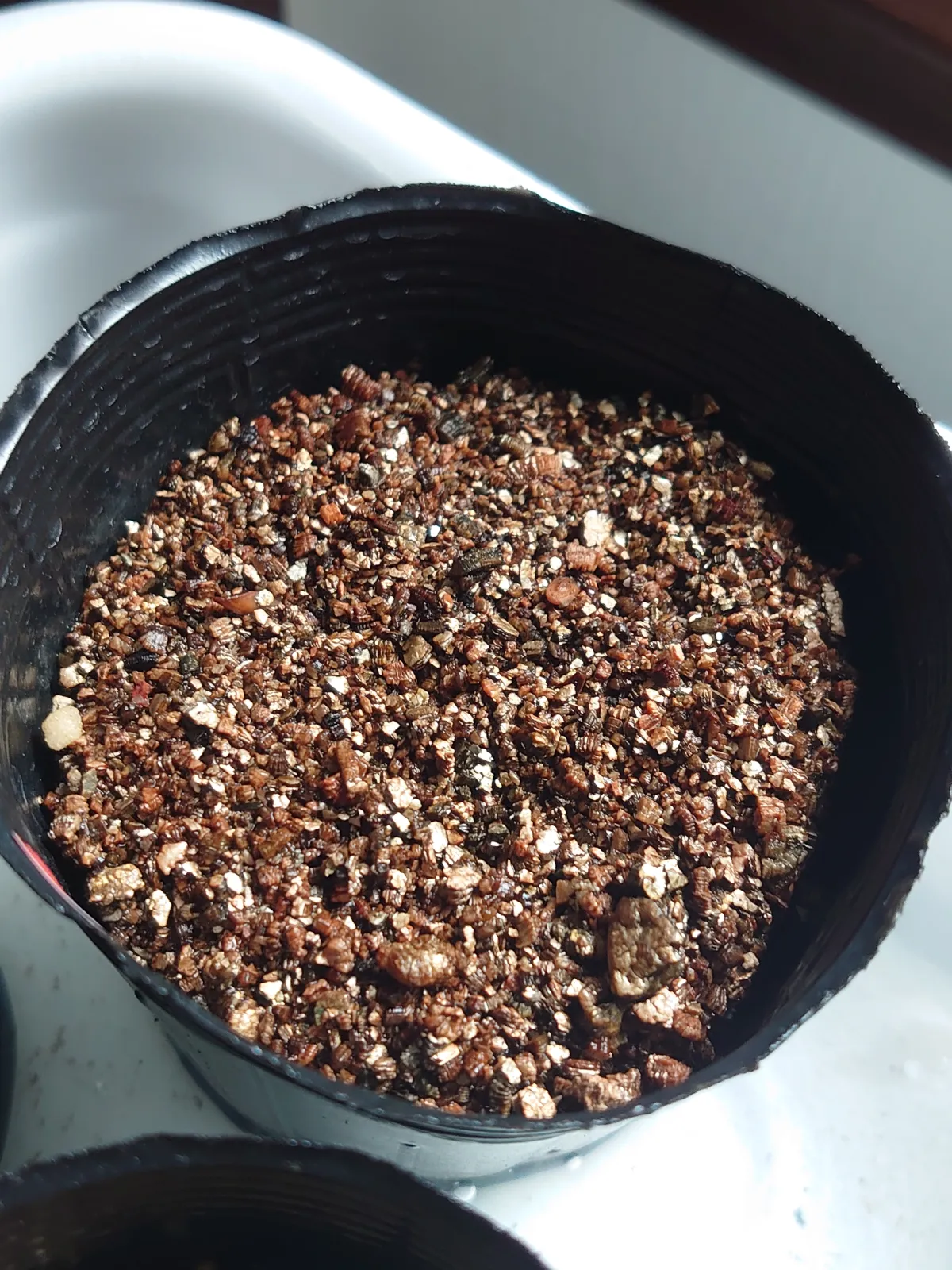 Pachypodium rosulatum (パキポディウム ロスラーツム)