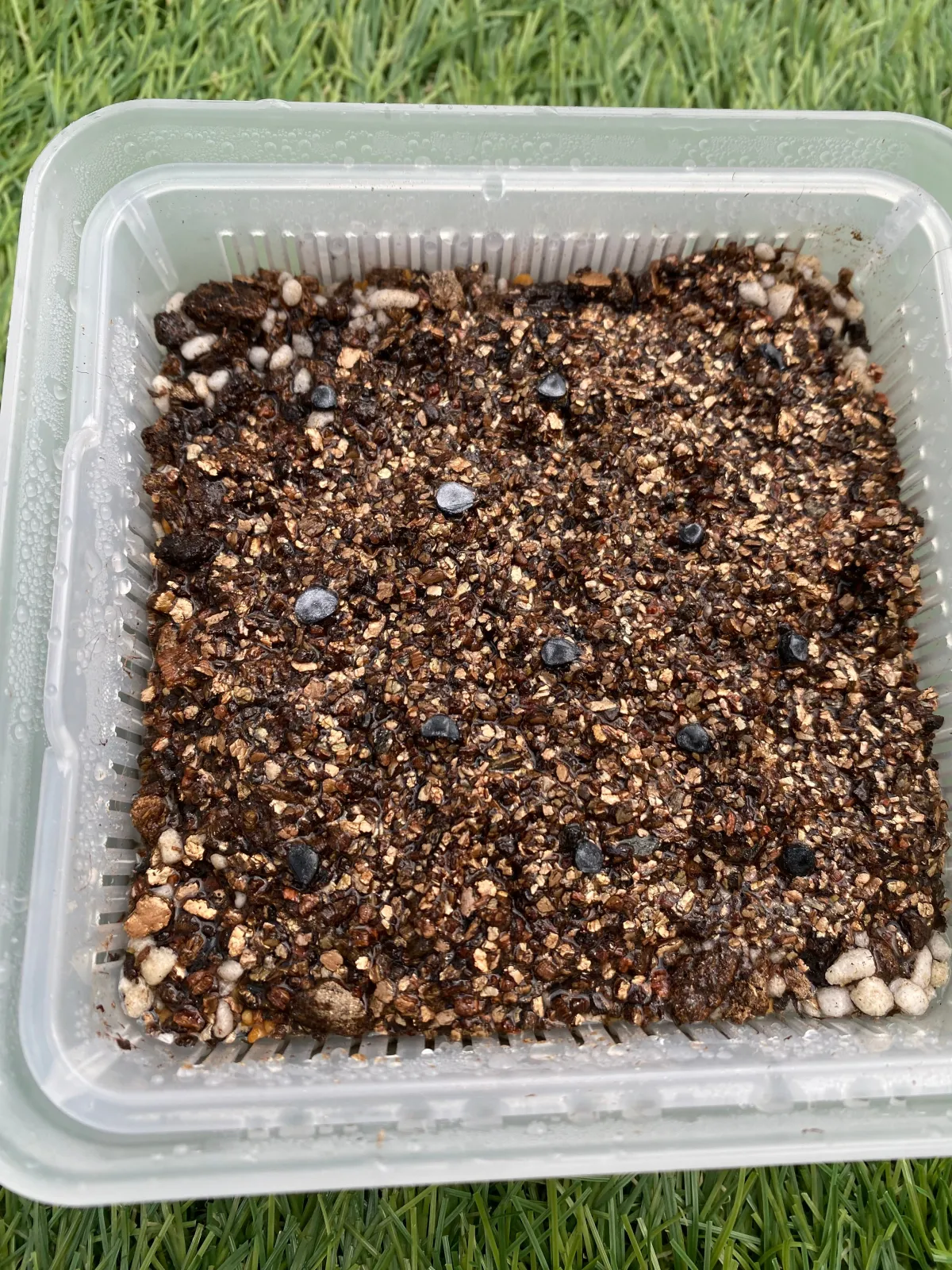 Agave utahensis ssp. utahensis (アガベ ユタエンシス)