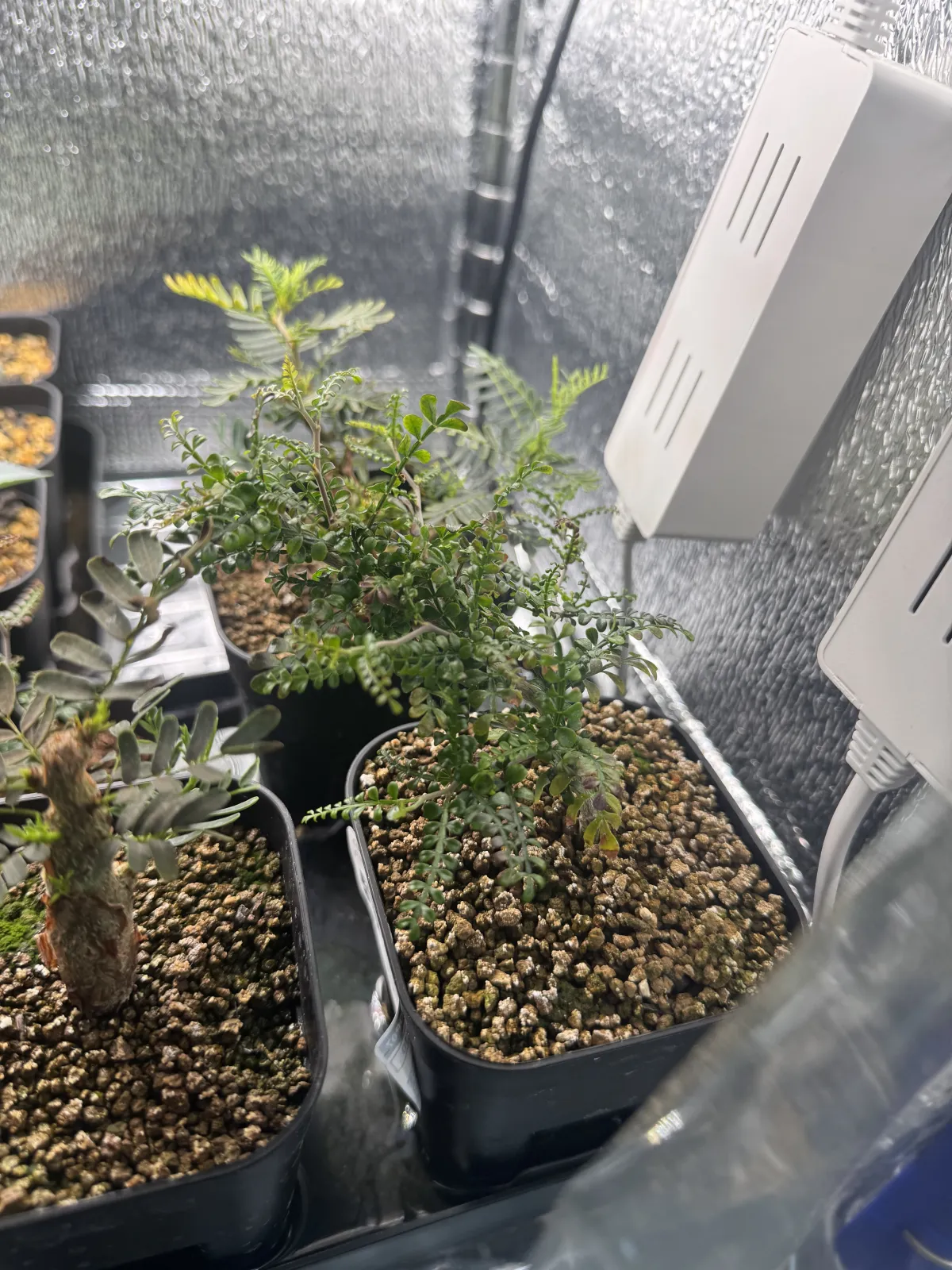 Operculicarya pachypus (オペルクリカリア パキプス2025D)