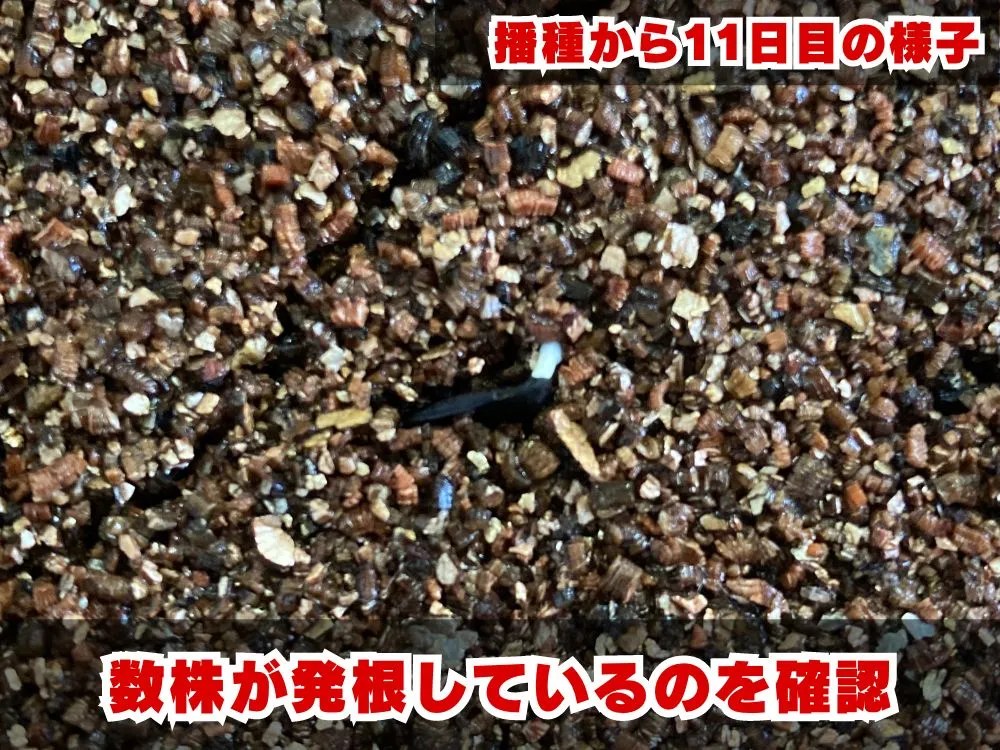 Agave macroacantha (アガベ マクロアカンサ 八荒殿)