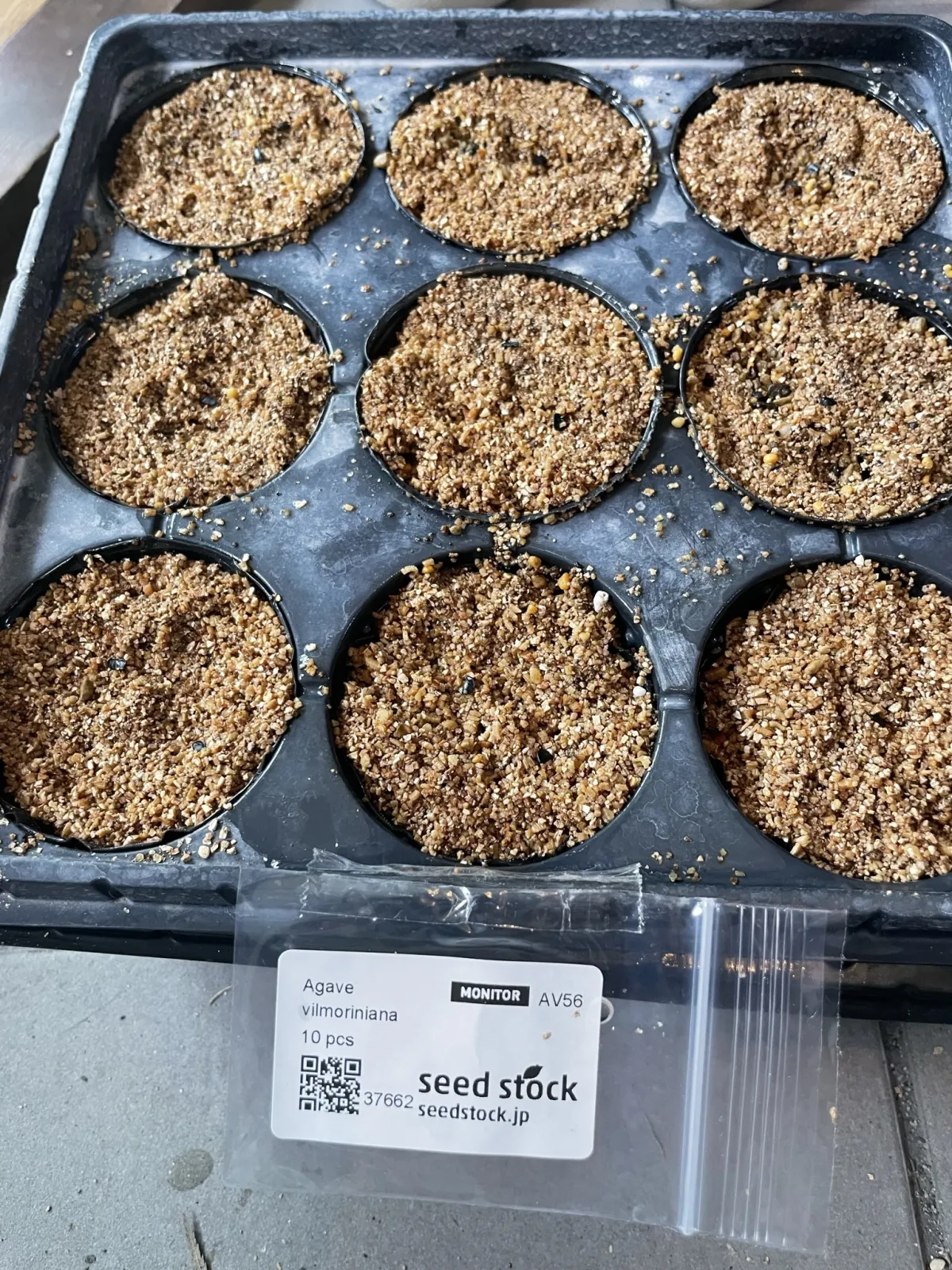 Agave vilmoriniana (アガベ ビルモリニアナ)