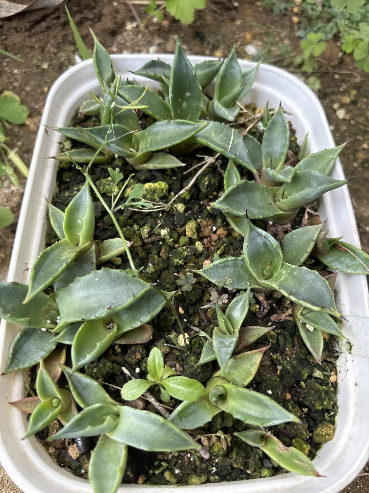 Agave ghiesbreghtii 'Purpusorum' (アガベ パルプソーラム)