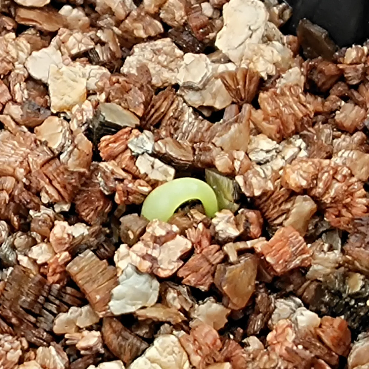 Agave titanota (アガベ チタノタ ドワーフ)