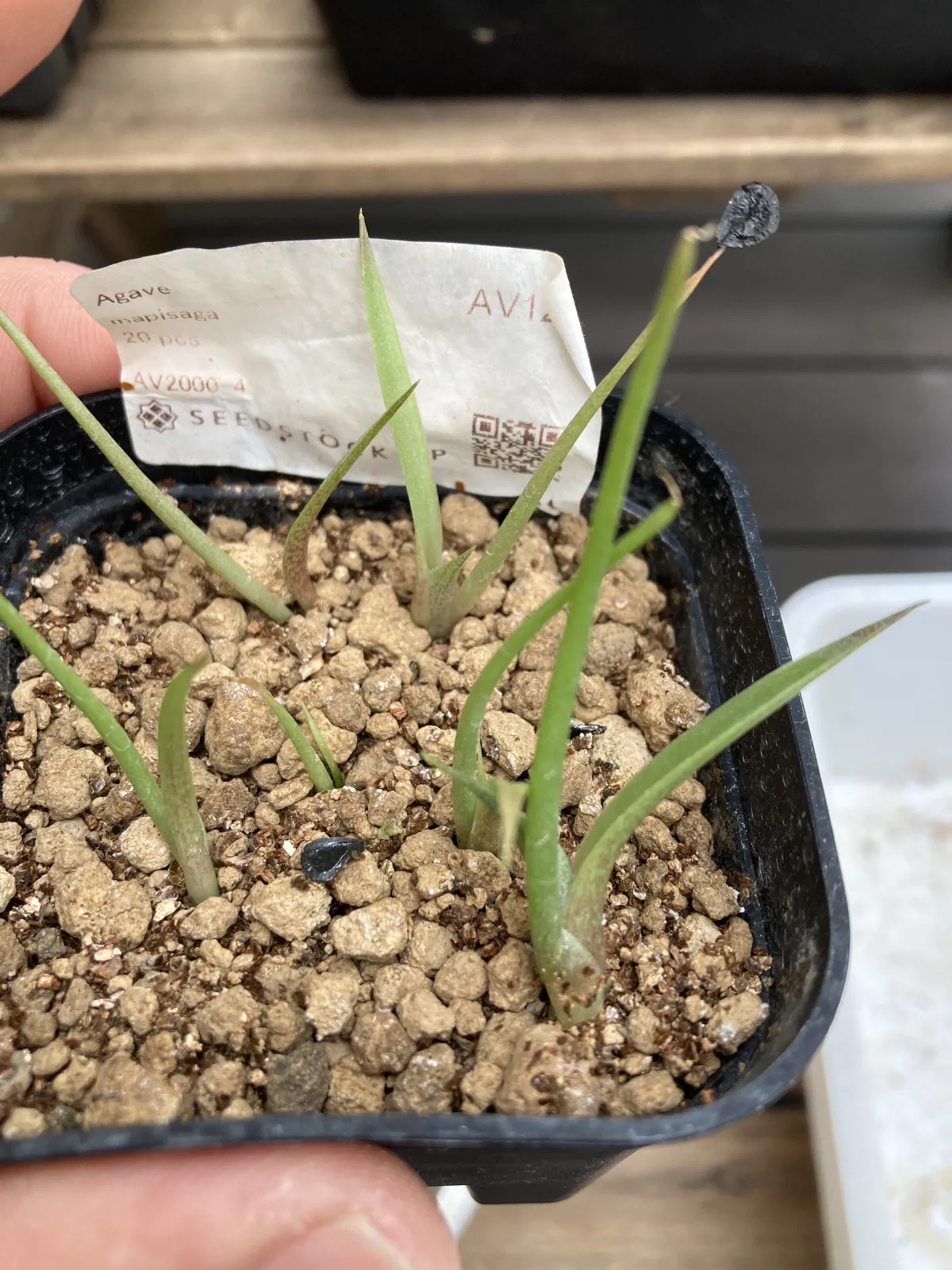 Agave mapisaga (アガベ マピサガ)