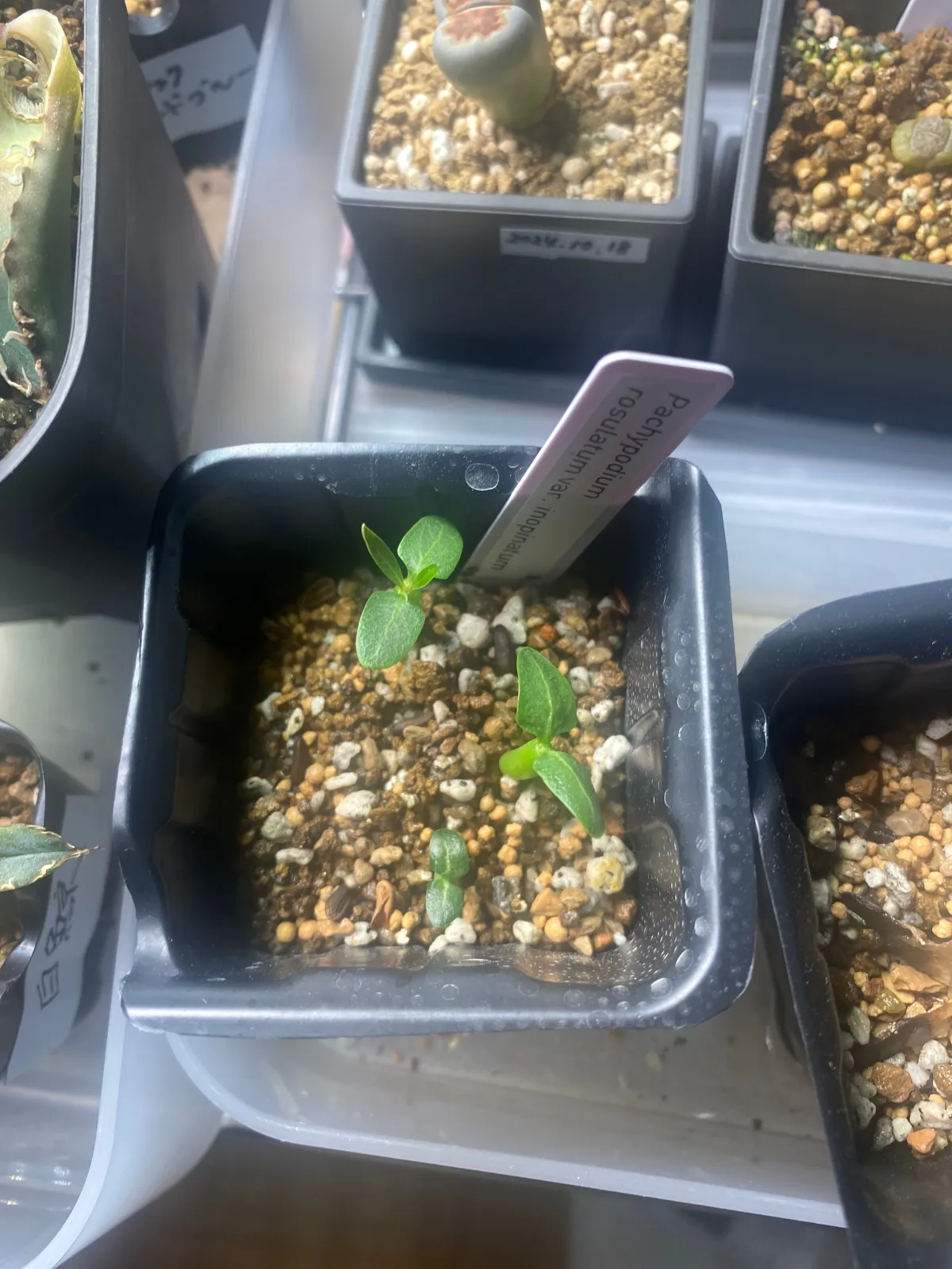 Pachypodium rosulatum var. inopinatum (パキポディウム イノピナツム)