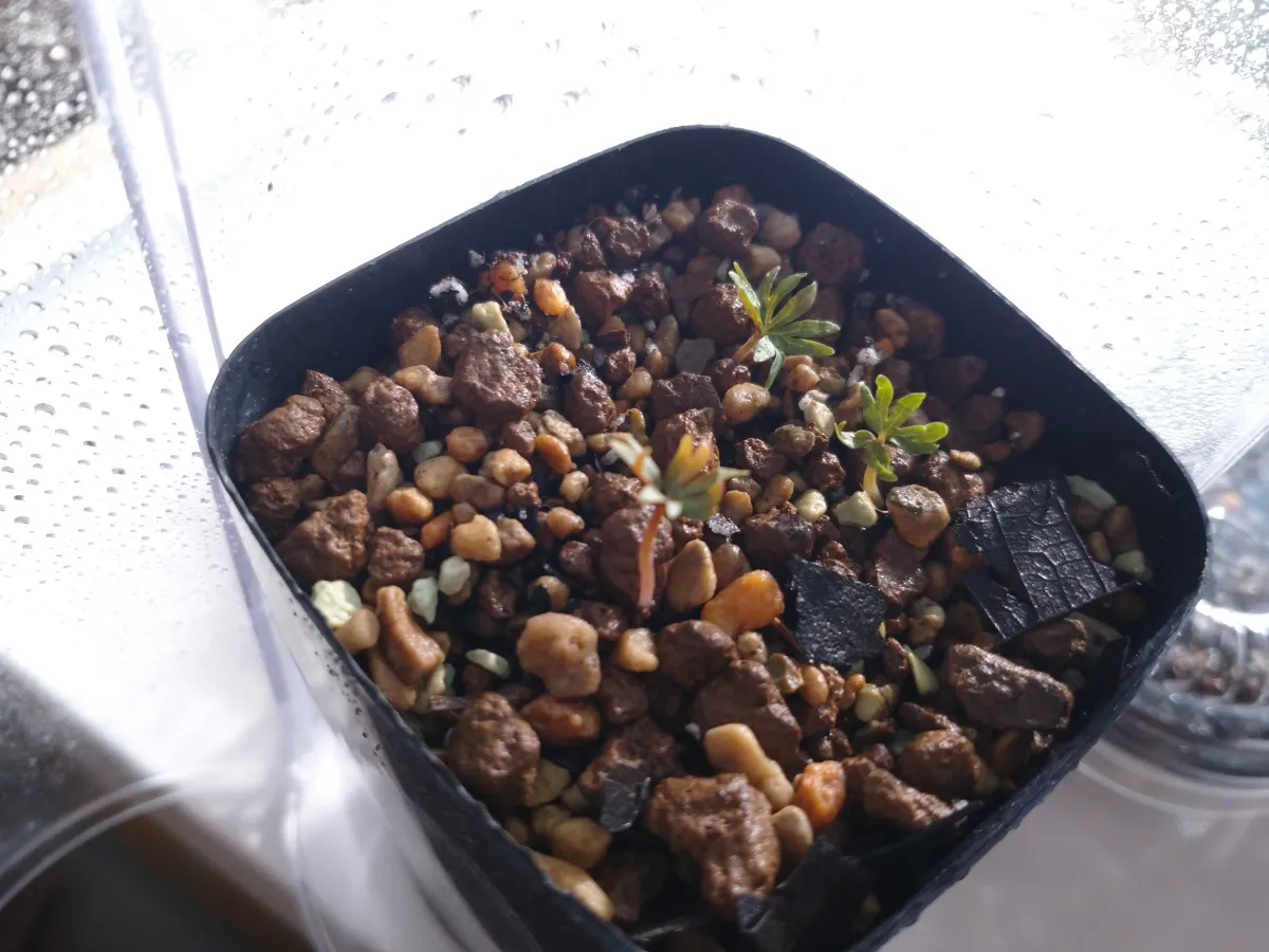 Boswellia sacra (ボスウェリア サクラ)