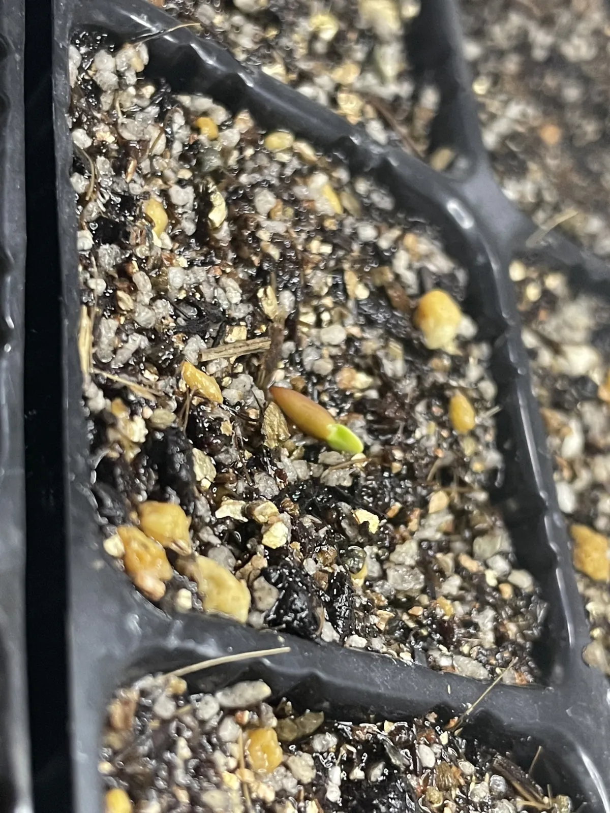 Pachypodium brevicaule subsp. leucoxanthum (パキポディウム レウコキサンツム)