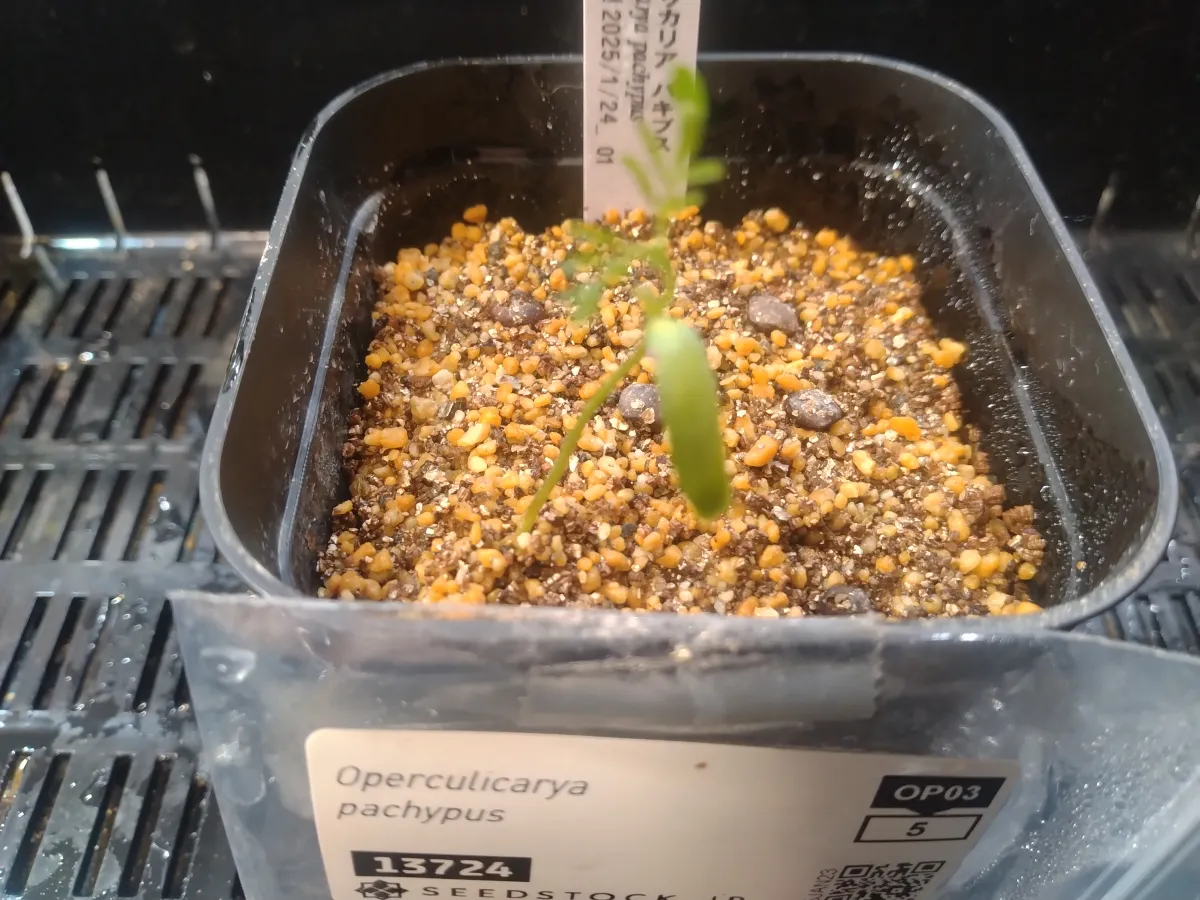 Operculicarya pachypus (オペルクリカリア パキプス)