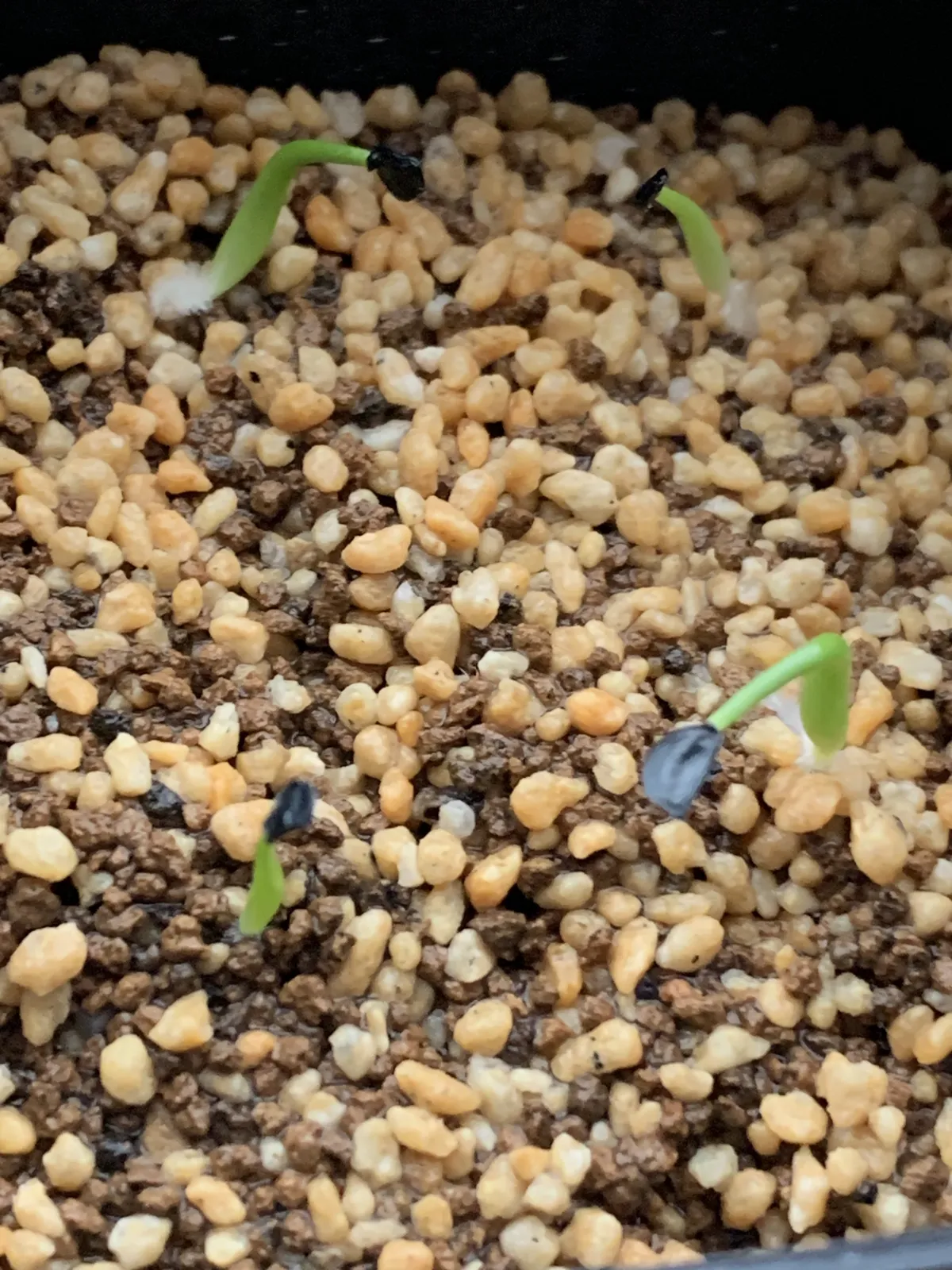 Agave horrida ssp. horrida (アガベ ホリダ)