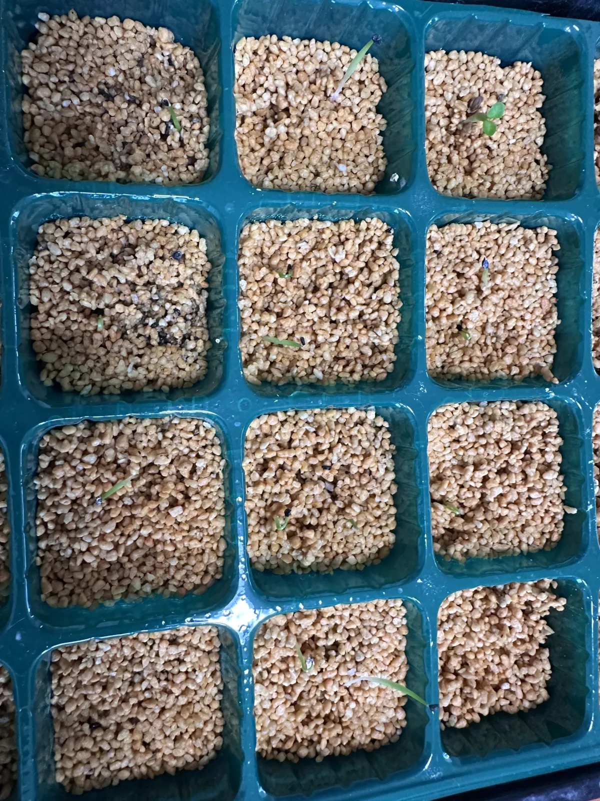 Agave horrida 'Chocolate Thorn' (アガベ ホリダ チョコレートソーン)