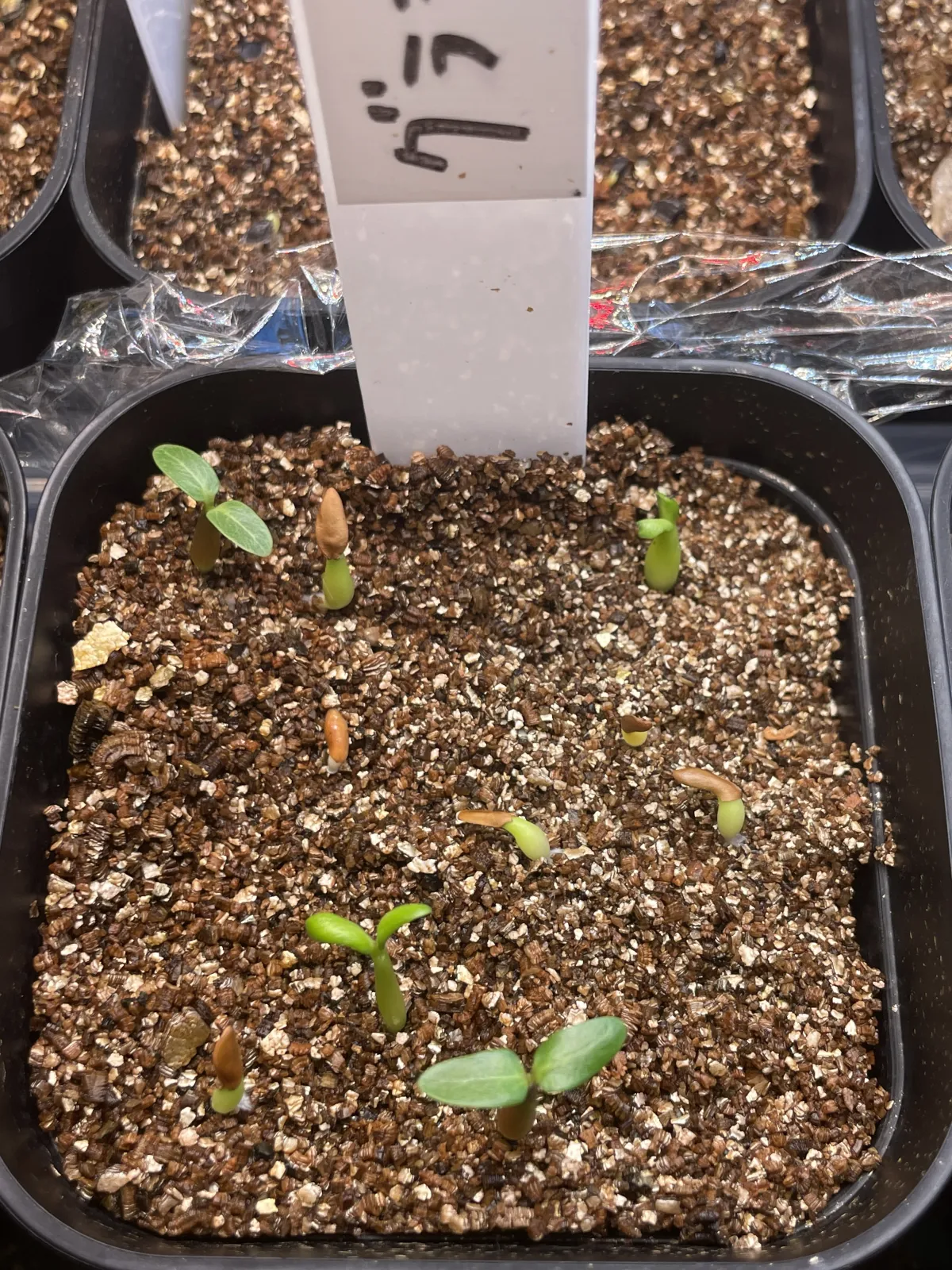 Pachypodium rosulatum var. gracilius (パキポディウム グラキリス)