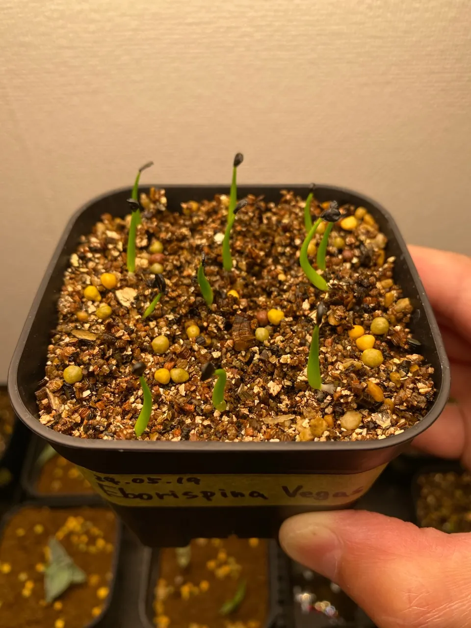 Agave utahensis var. eborispina 'Vegas' (アガベ エボリスピナ ヴェガス)