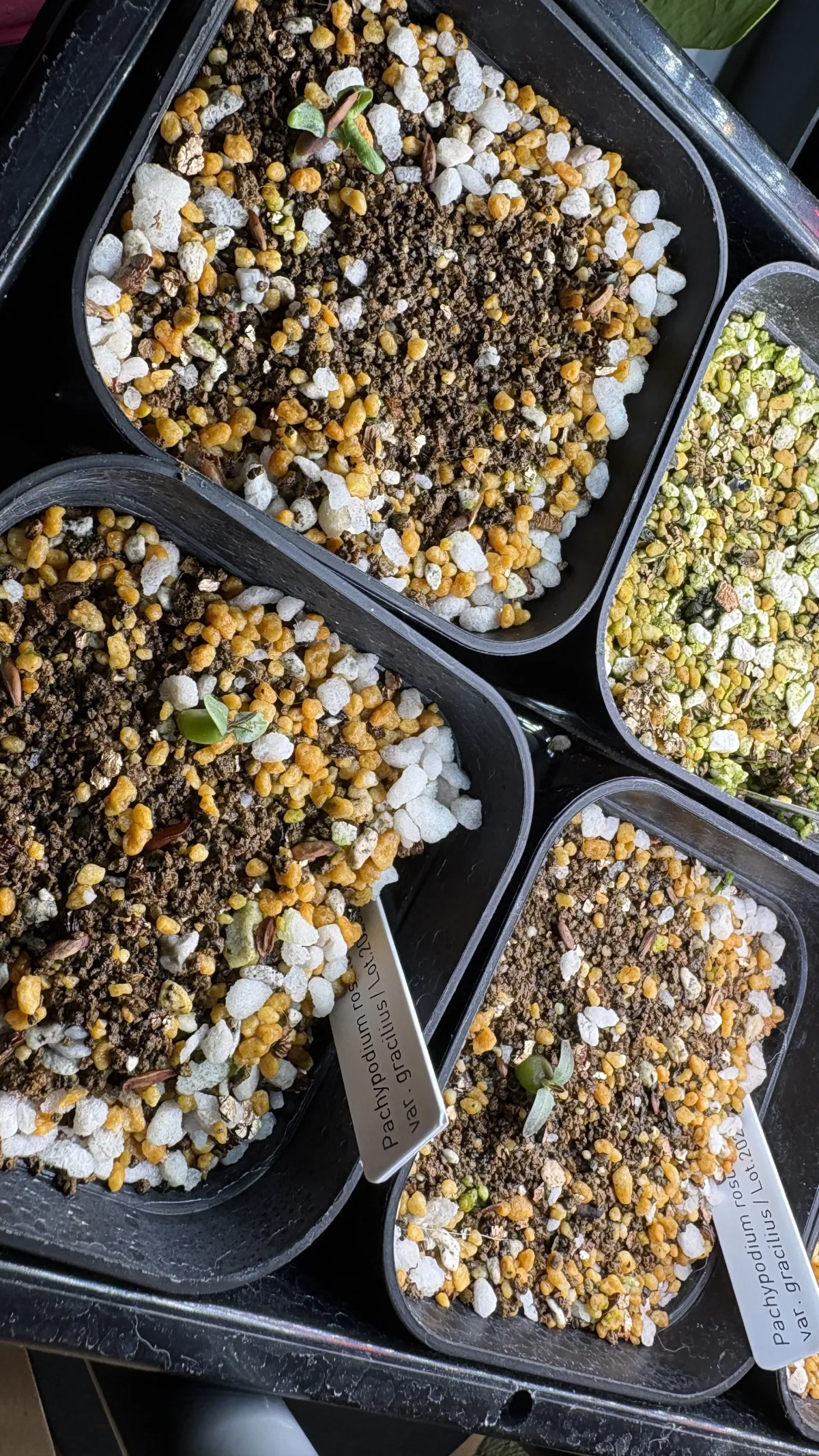 Pachypodium rosulatum var. gracilius (パキポディウム グラキリス)