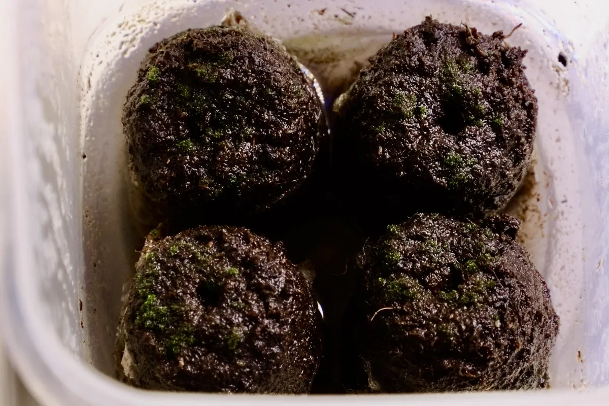 Platycerium superbum (プラティセリウム スペルバム)