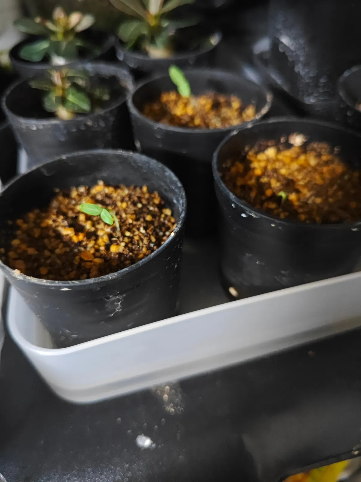 Fouquieria purpusii (フォークイエリア プルプシー)