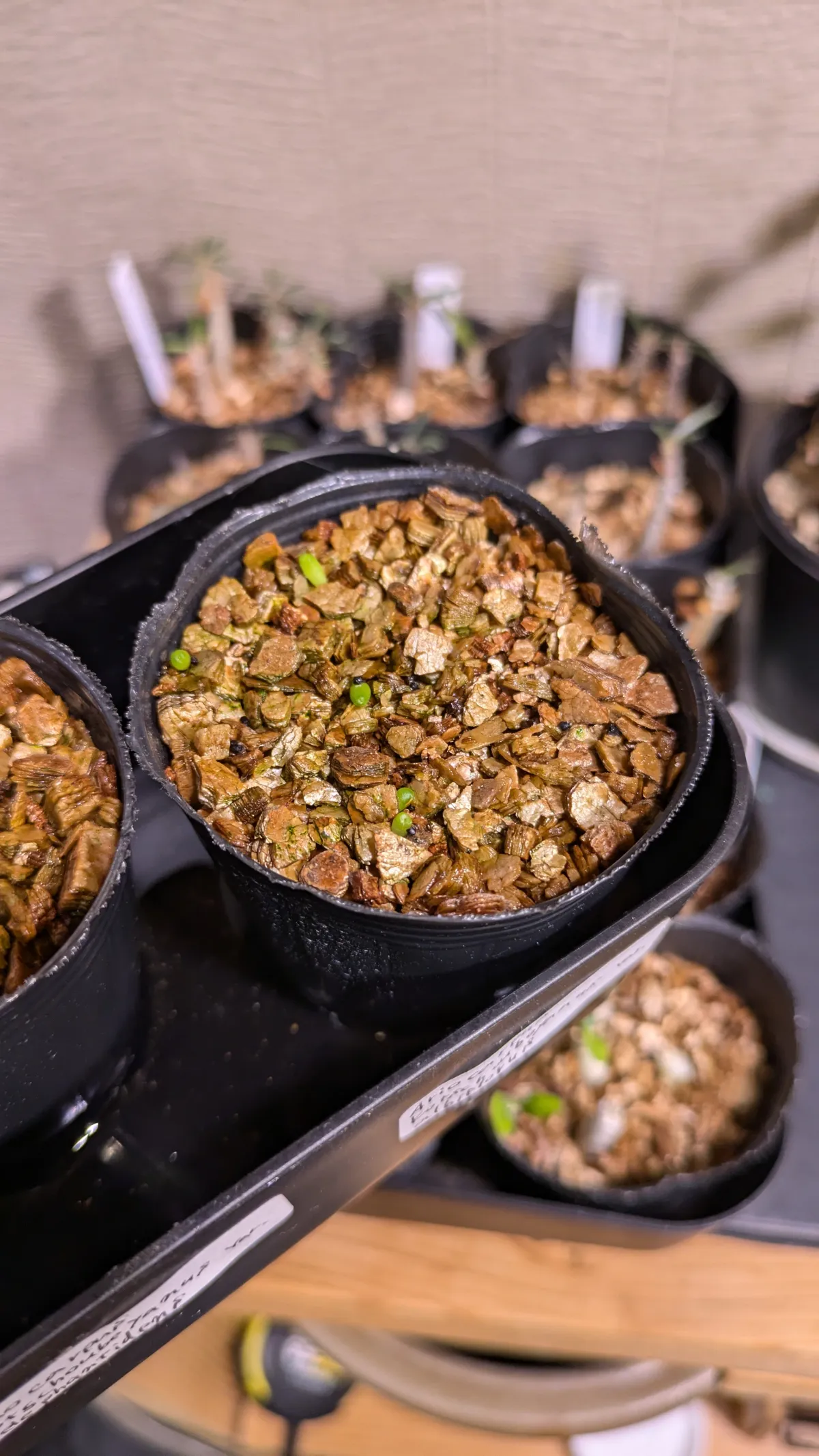 Ariocarpus kotschoubeyanus var. albiflorus (アリオカルプス 姫牡丹)