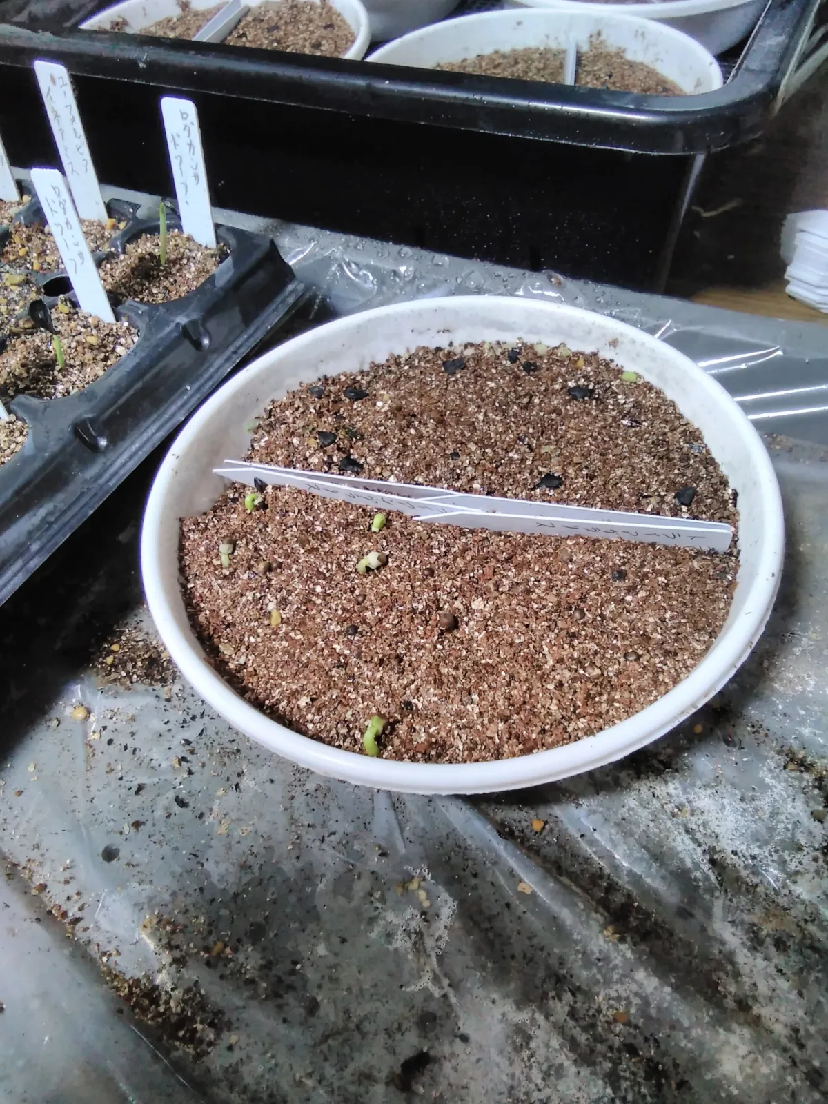 Euphorbia triangularis (ユーフォルビア トライアンギュラリス)