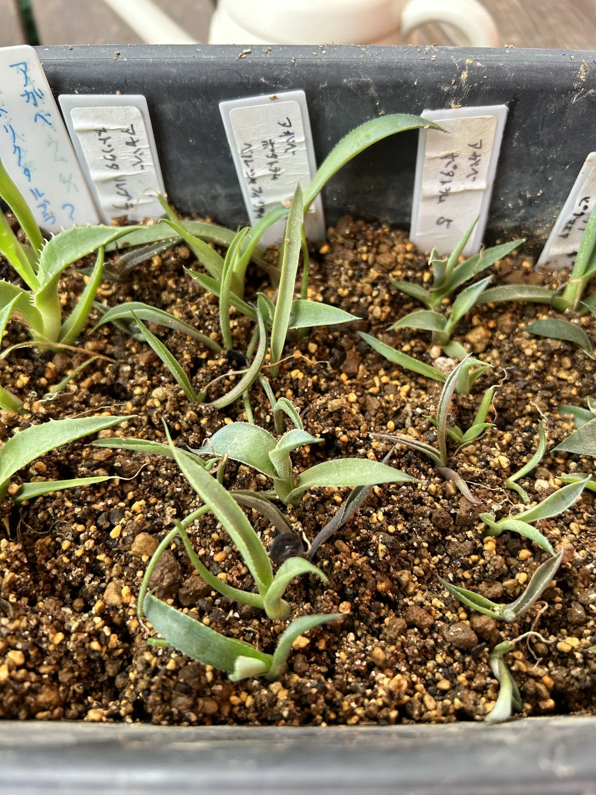 Agave potatorum (アガベ ポタトラム)