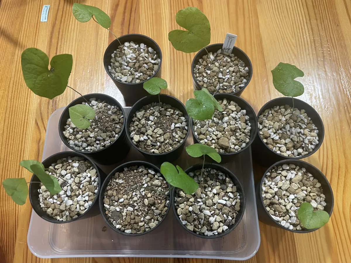 Dioscorea elephantipes (ディオスコレア エレファンティペス アフリカ亀甲竜)