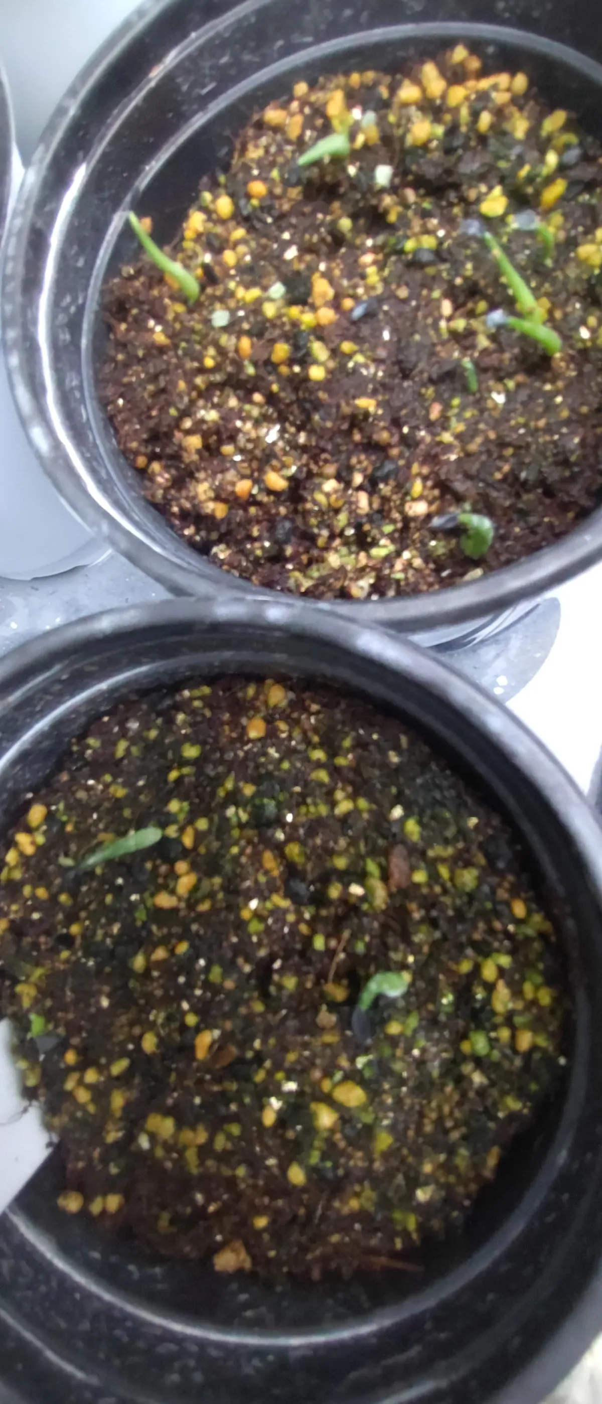 Agave garciae-mendozae (アガベ ガルシアメンドーサ)