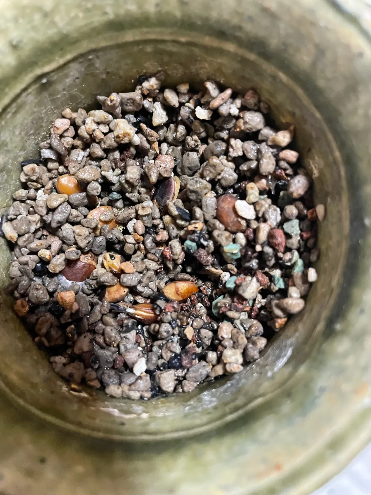 Commiphora Commiphora sp (コミフォラ sp.)