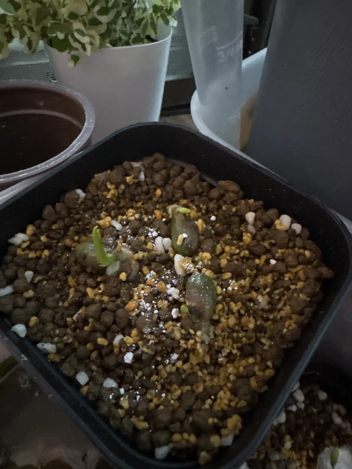 Monstera deliciosa (モンステラ デリシオーサ)